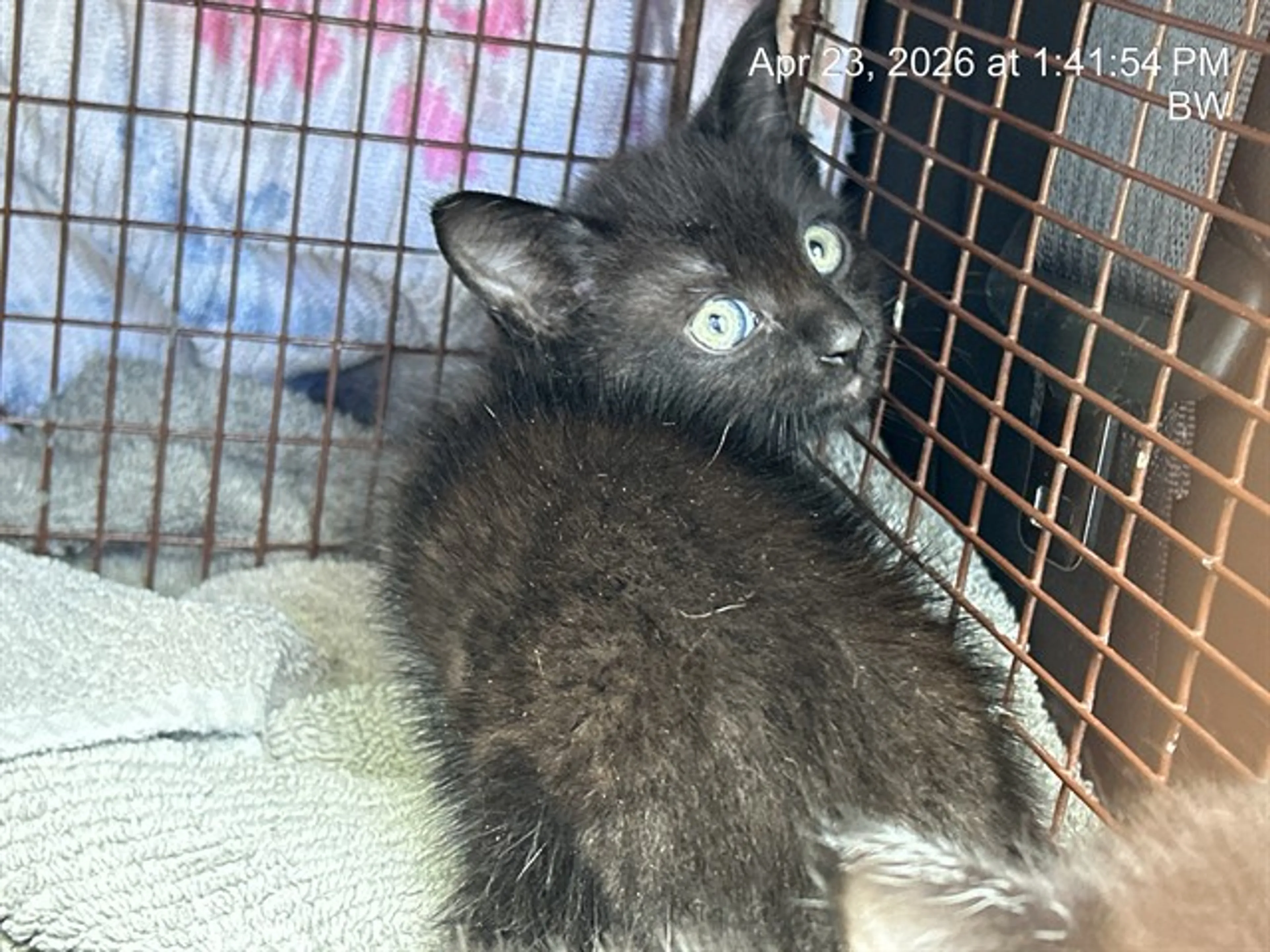 Found pet