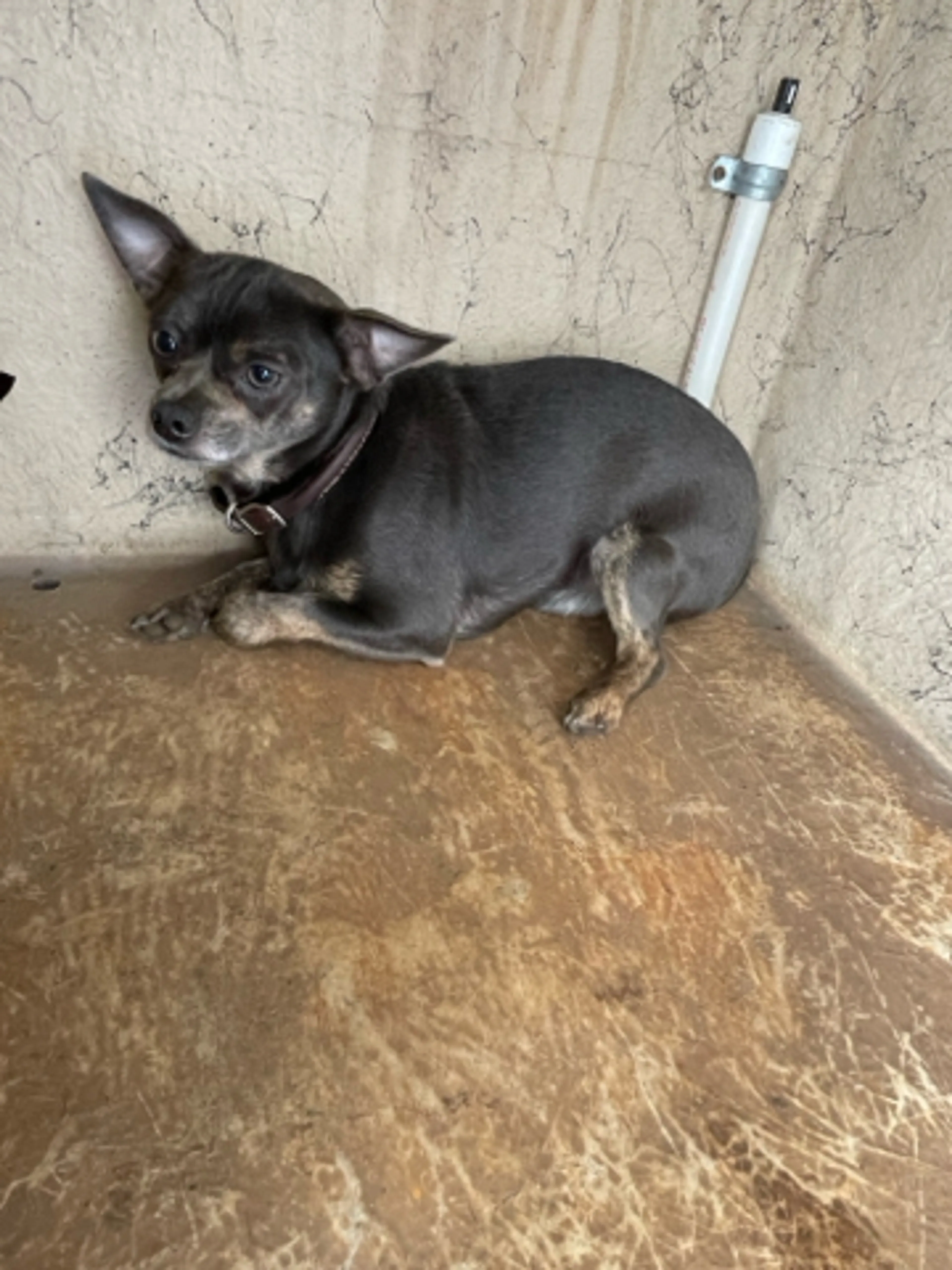 Found pet
