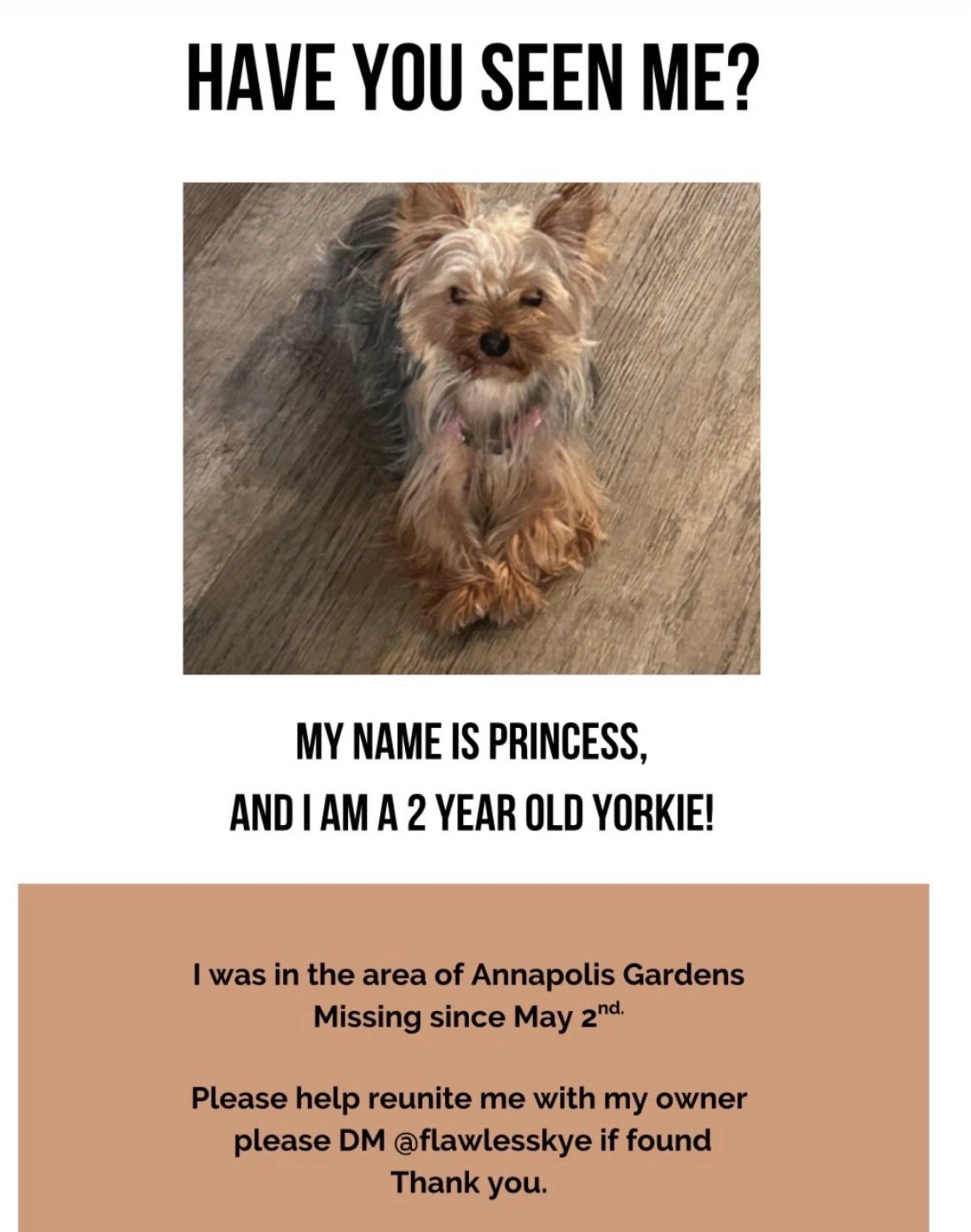 Lost pet