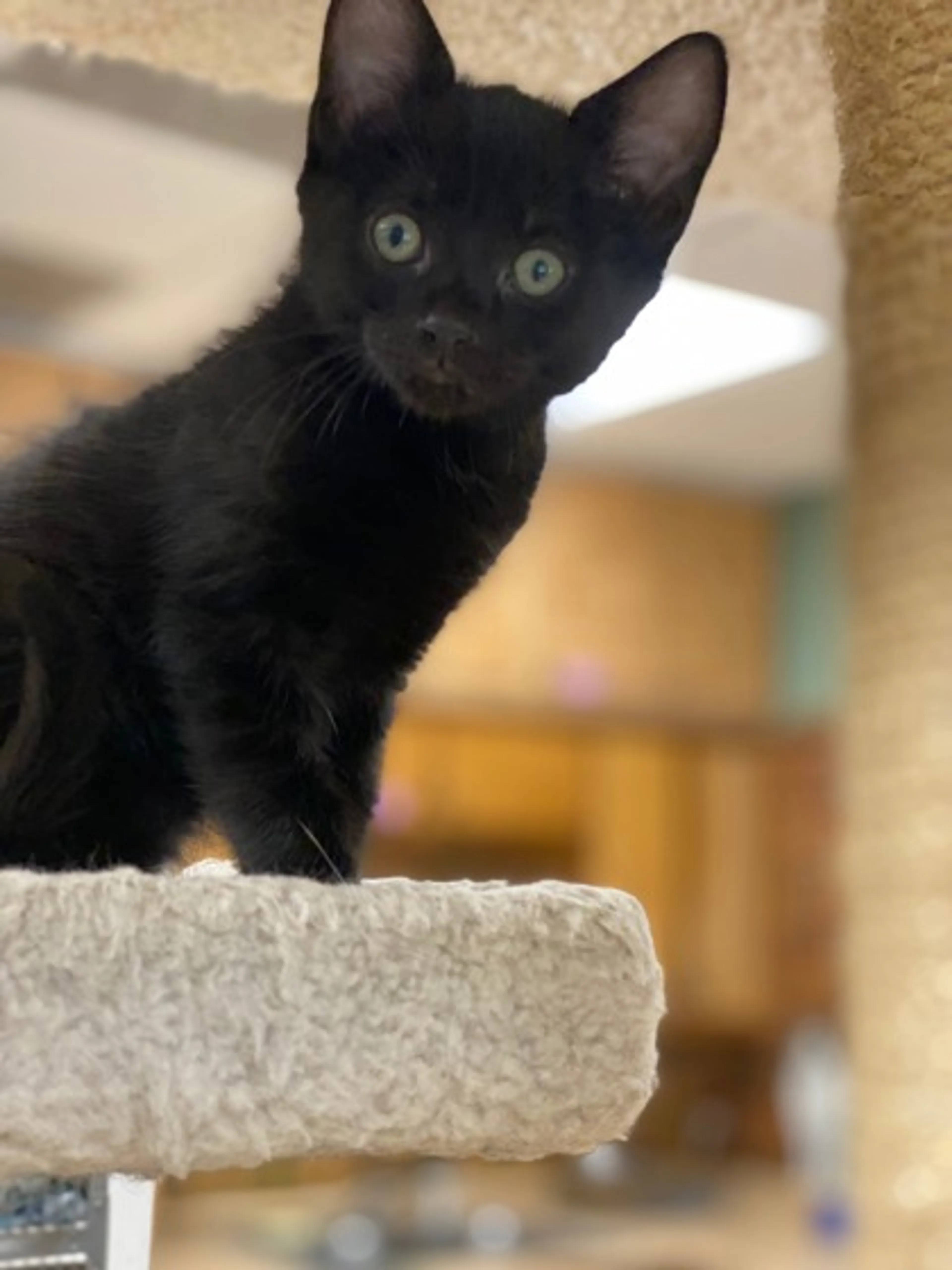 Found pet-1