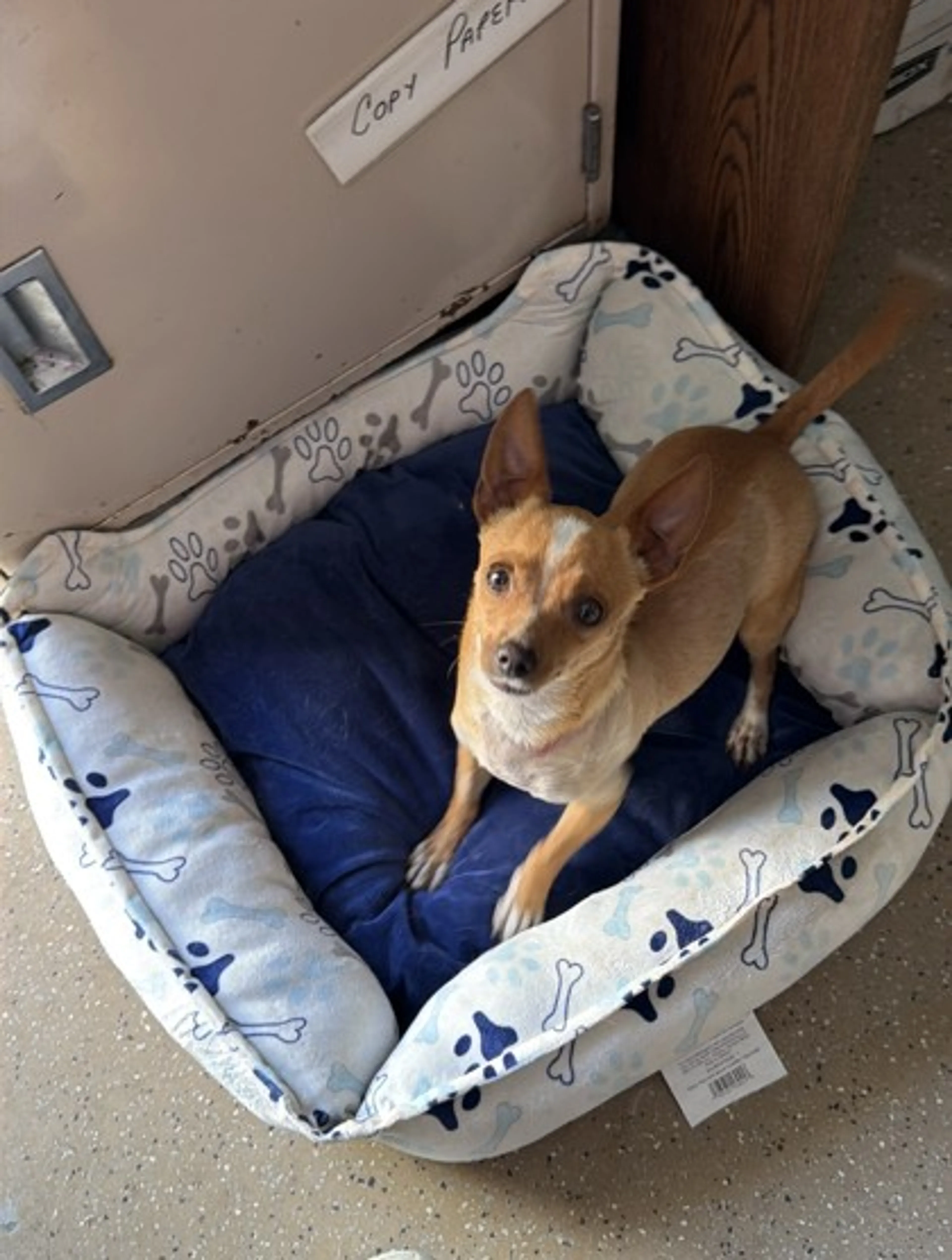 Found pet