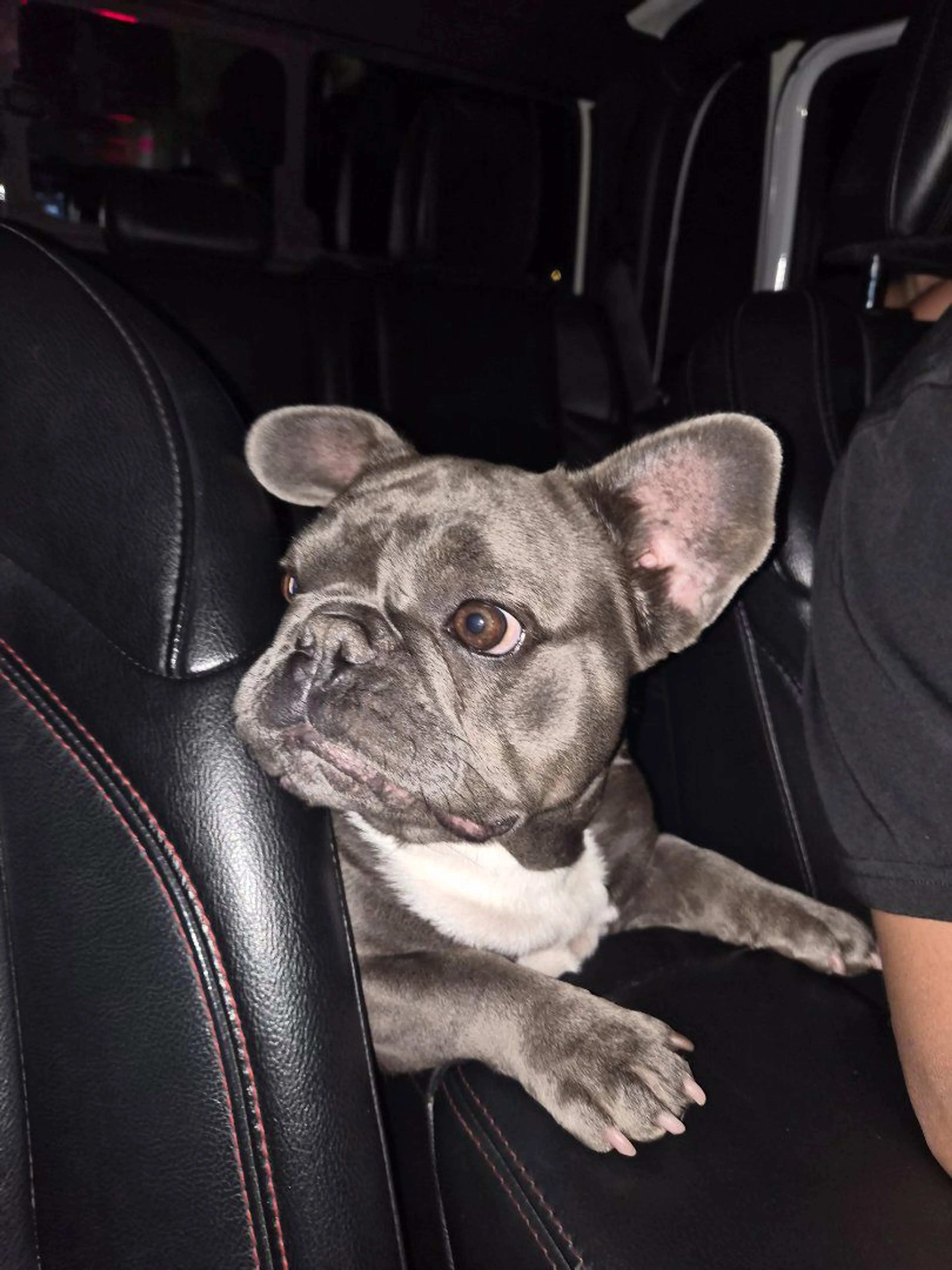 Lost pet