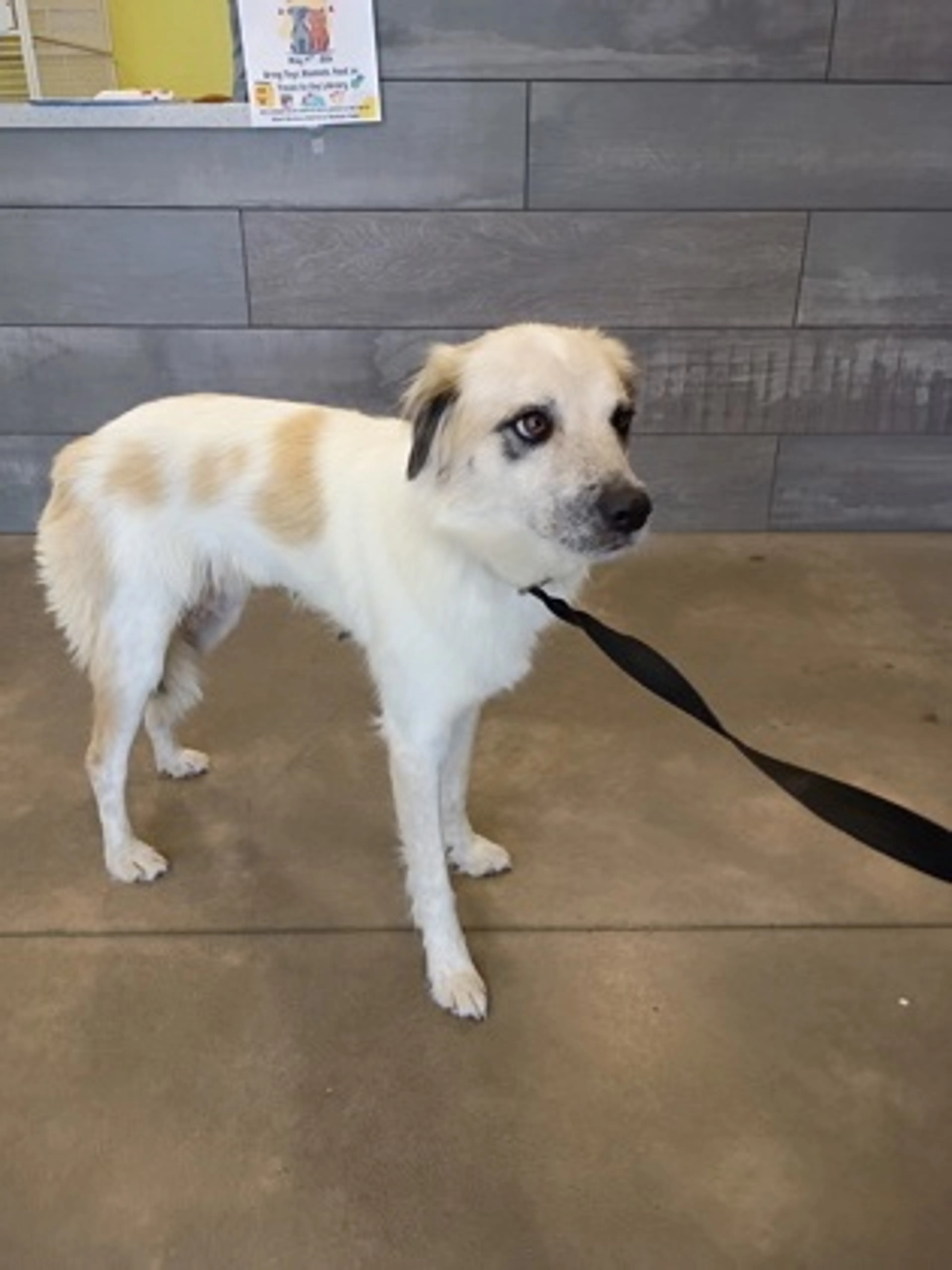 Found pet