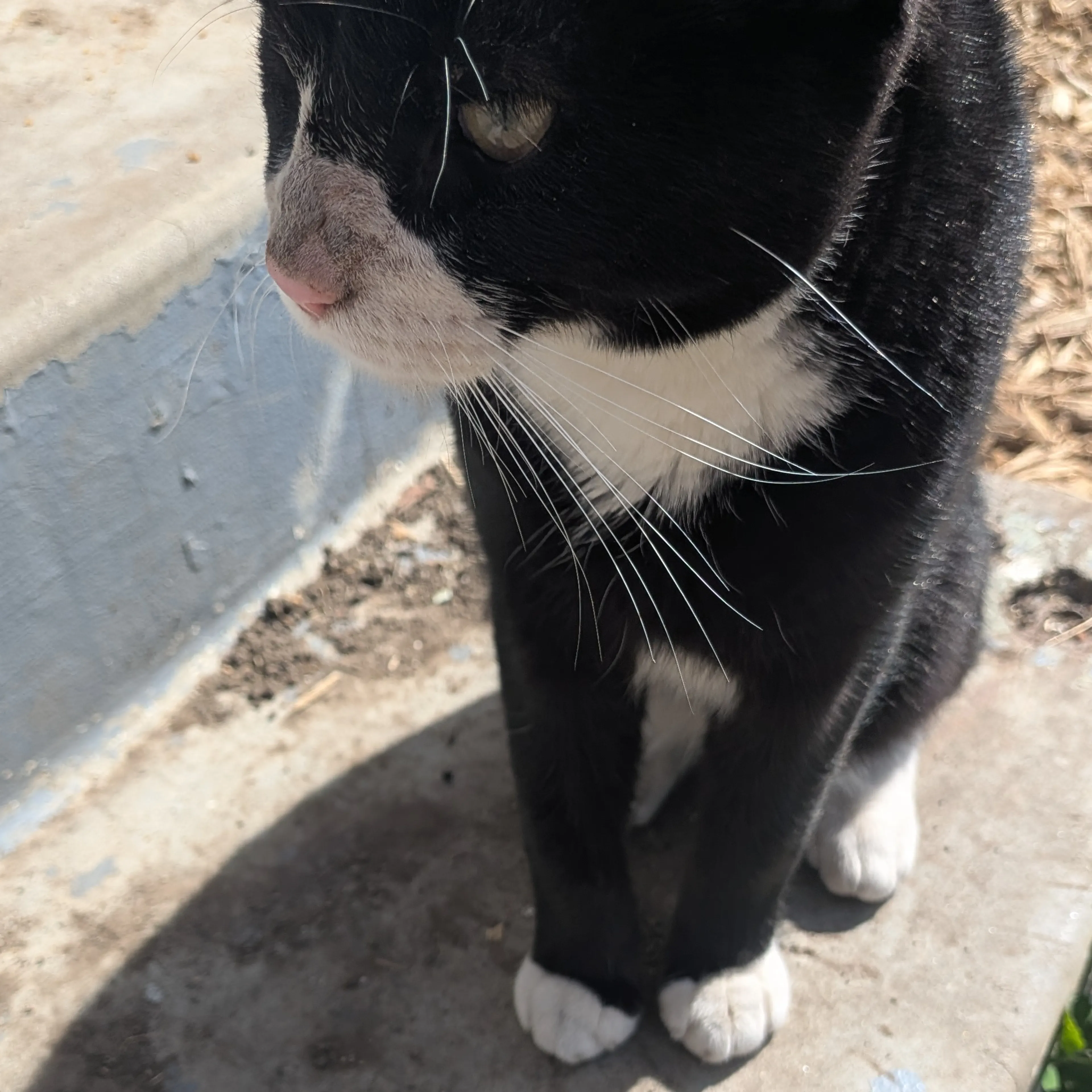 Found pet-3