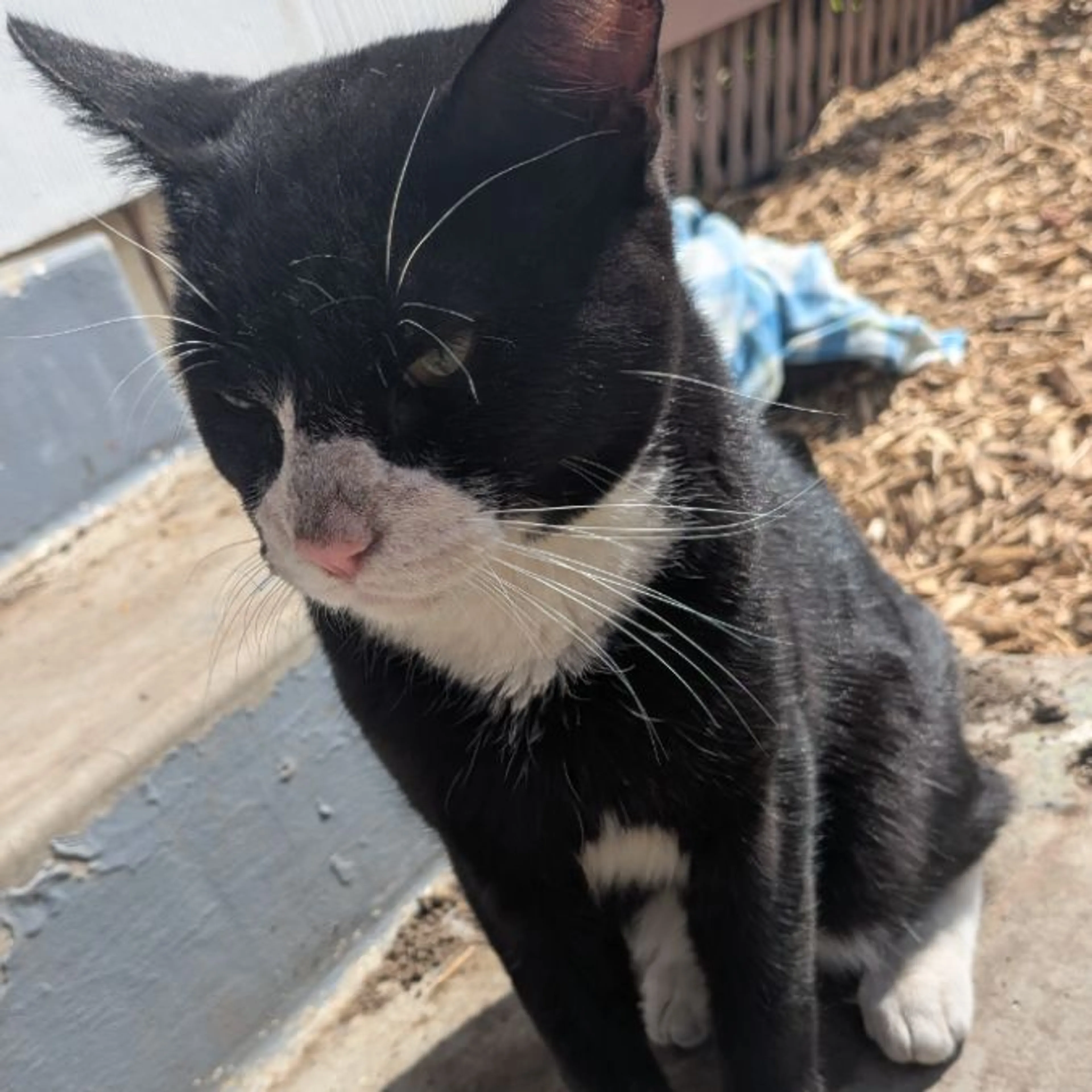 Found pet-0