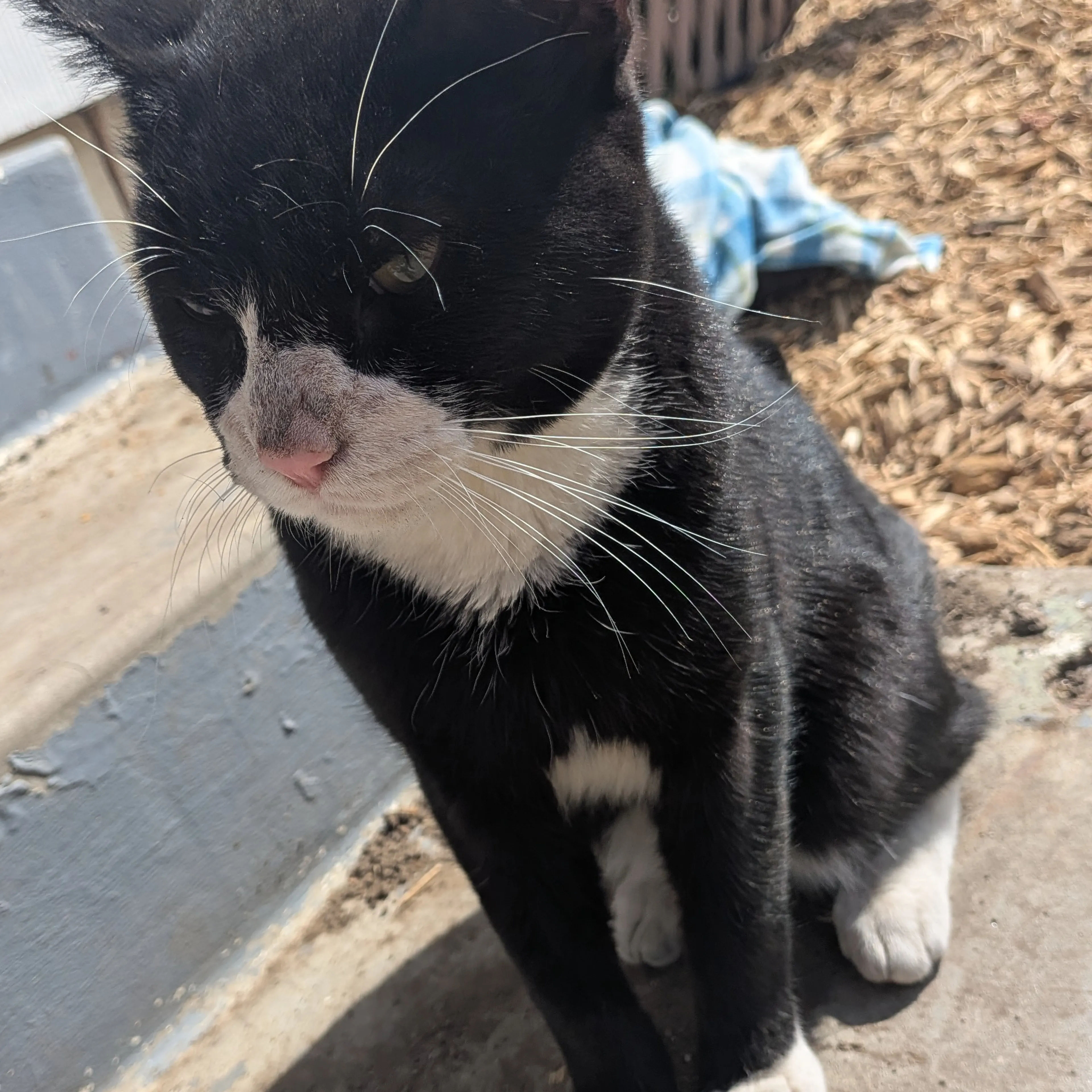 Found pet-1