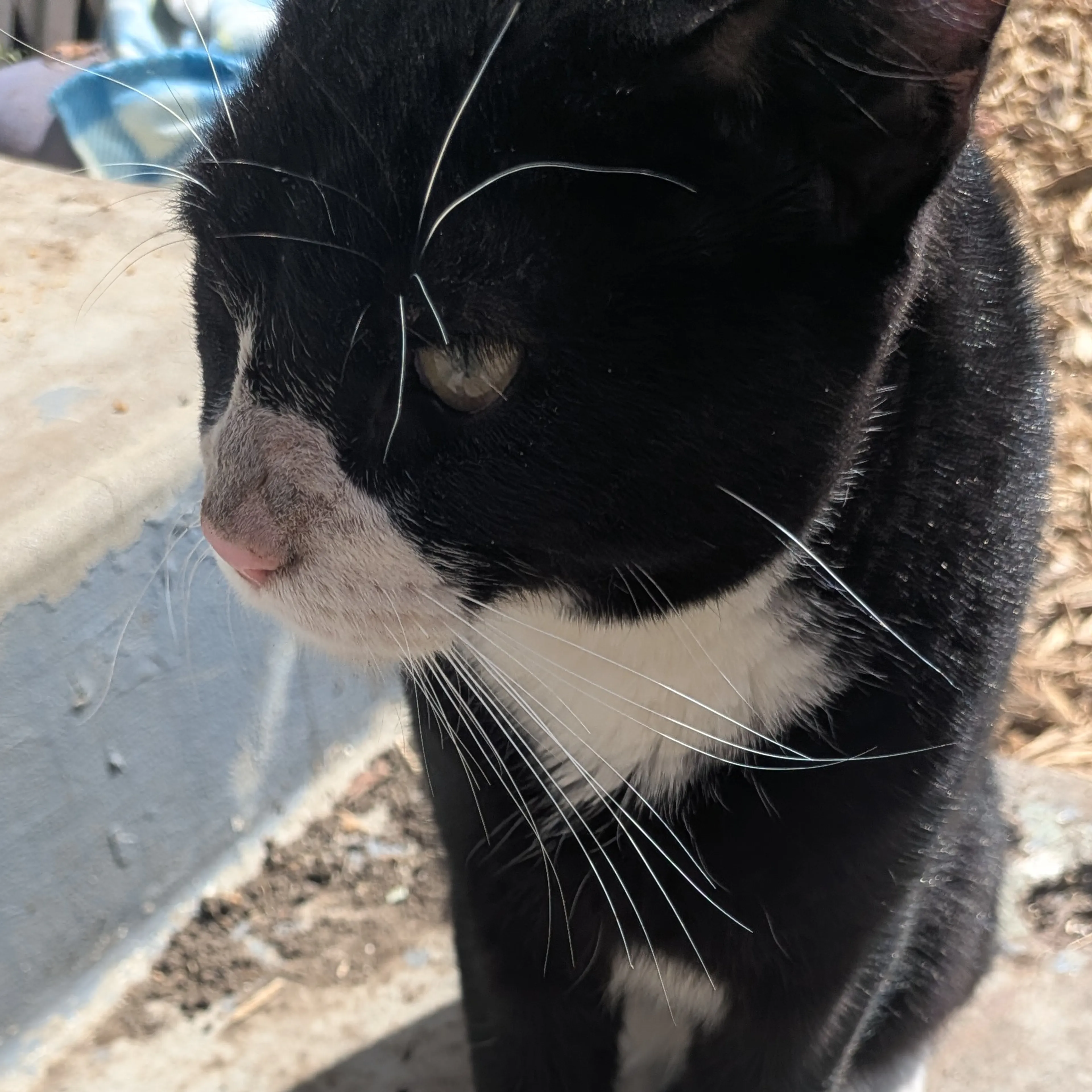 Found pet-2
