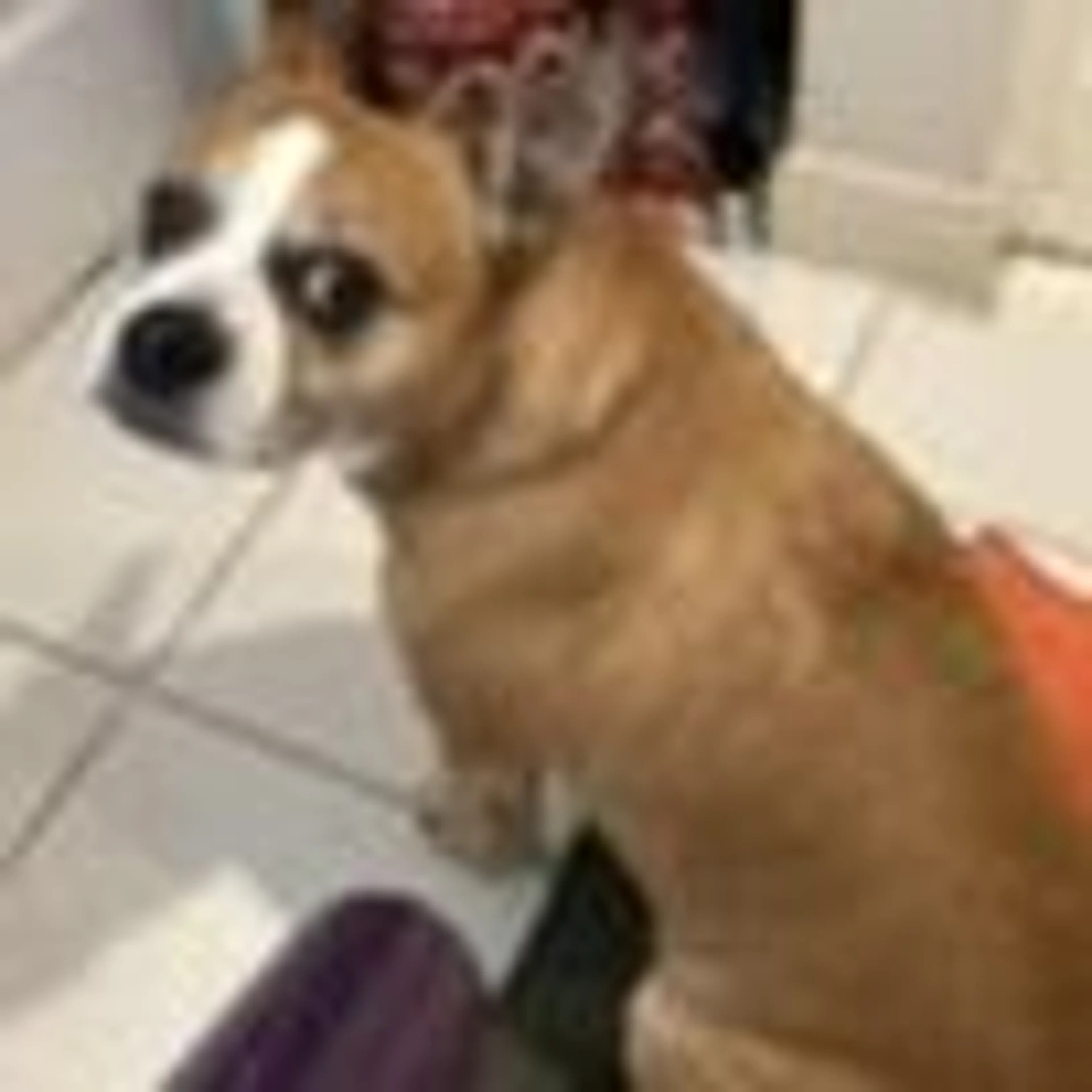 Lost pet-0