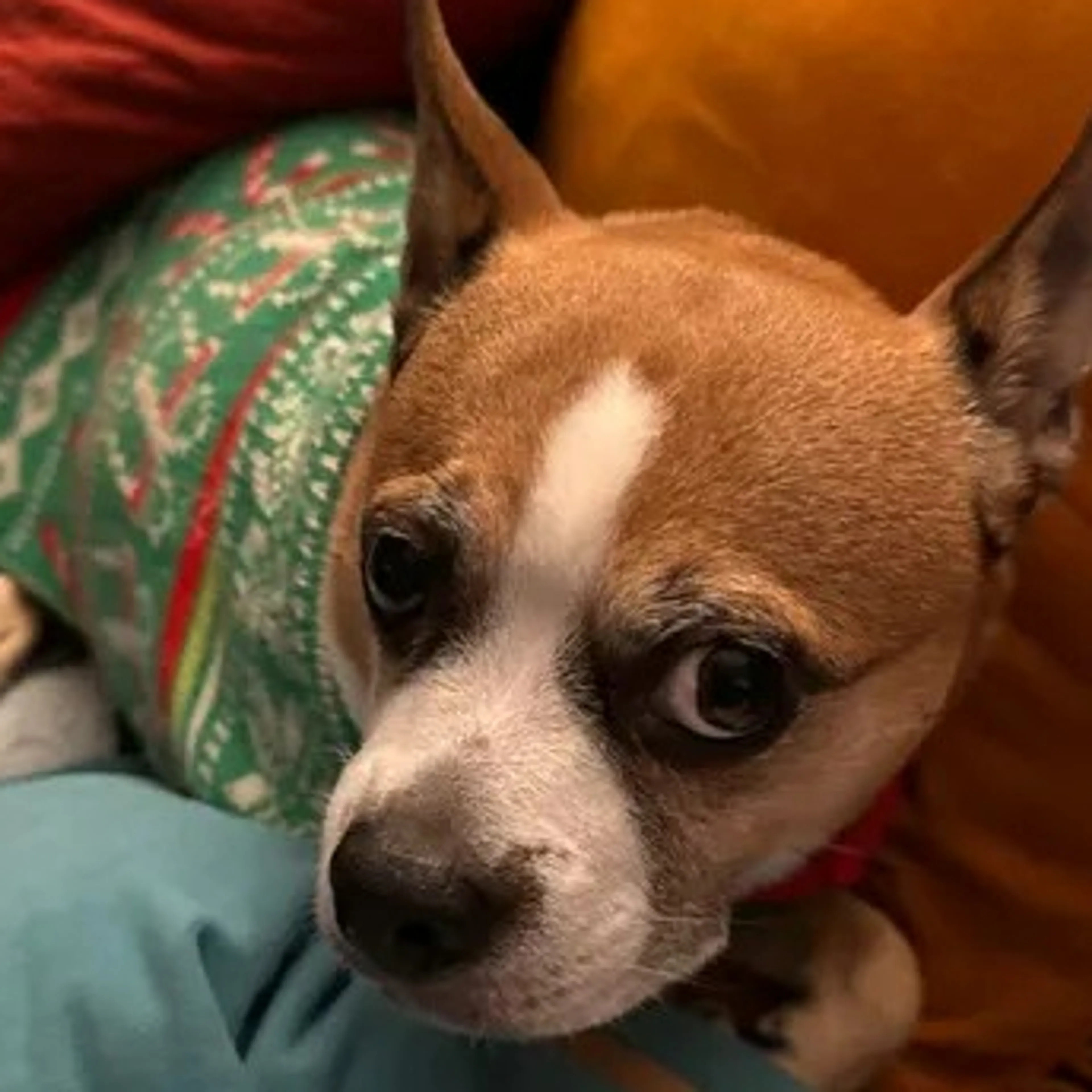 Lost pet-2