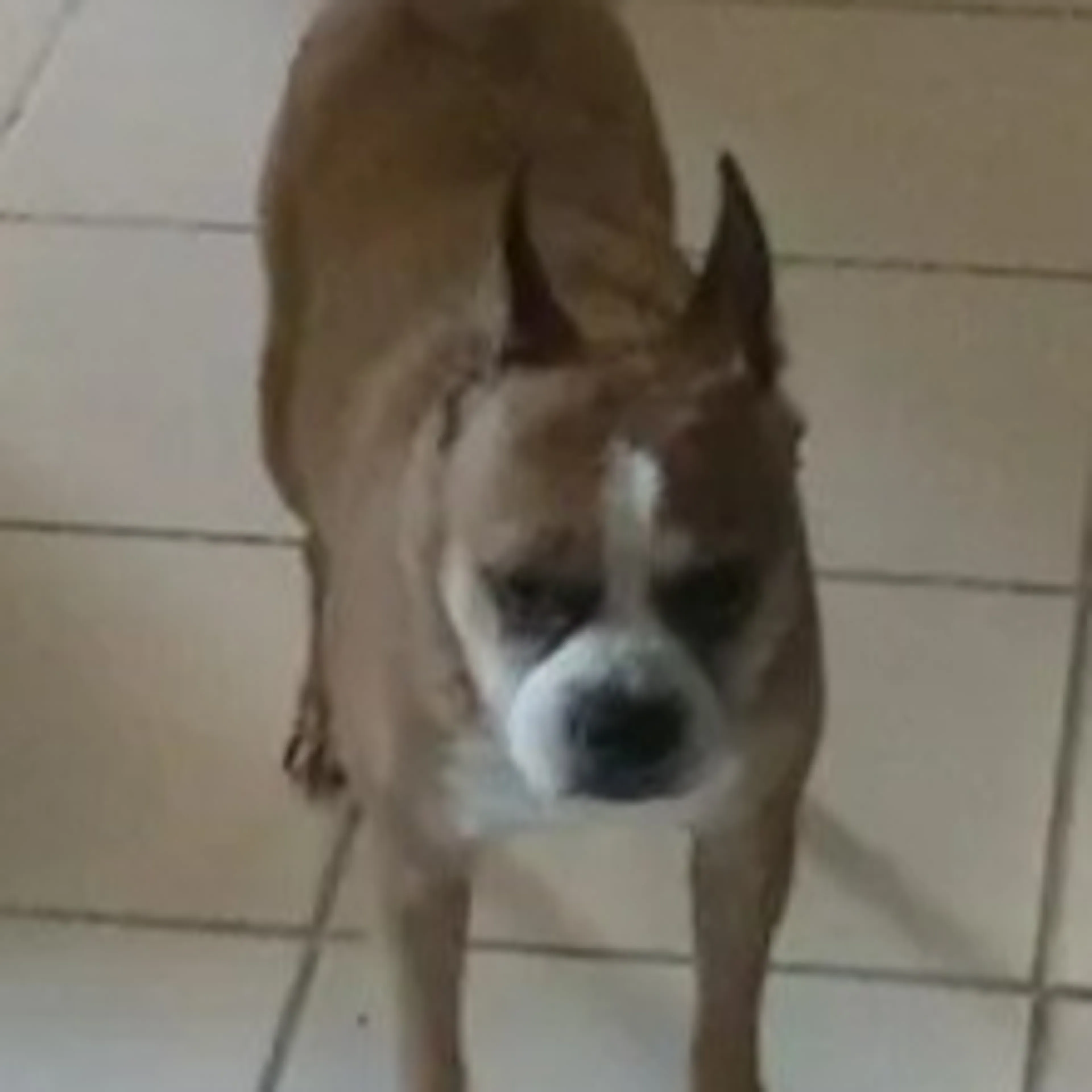Lost pet-1