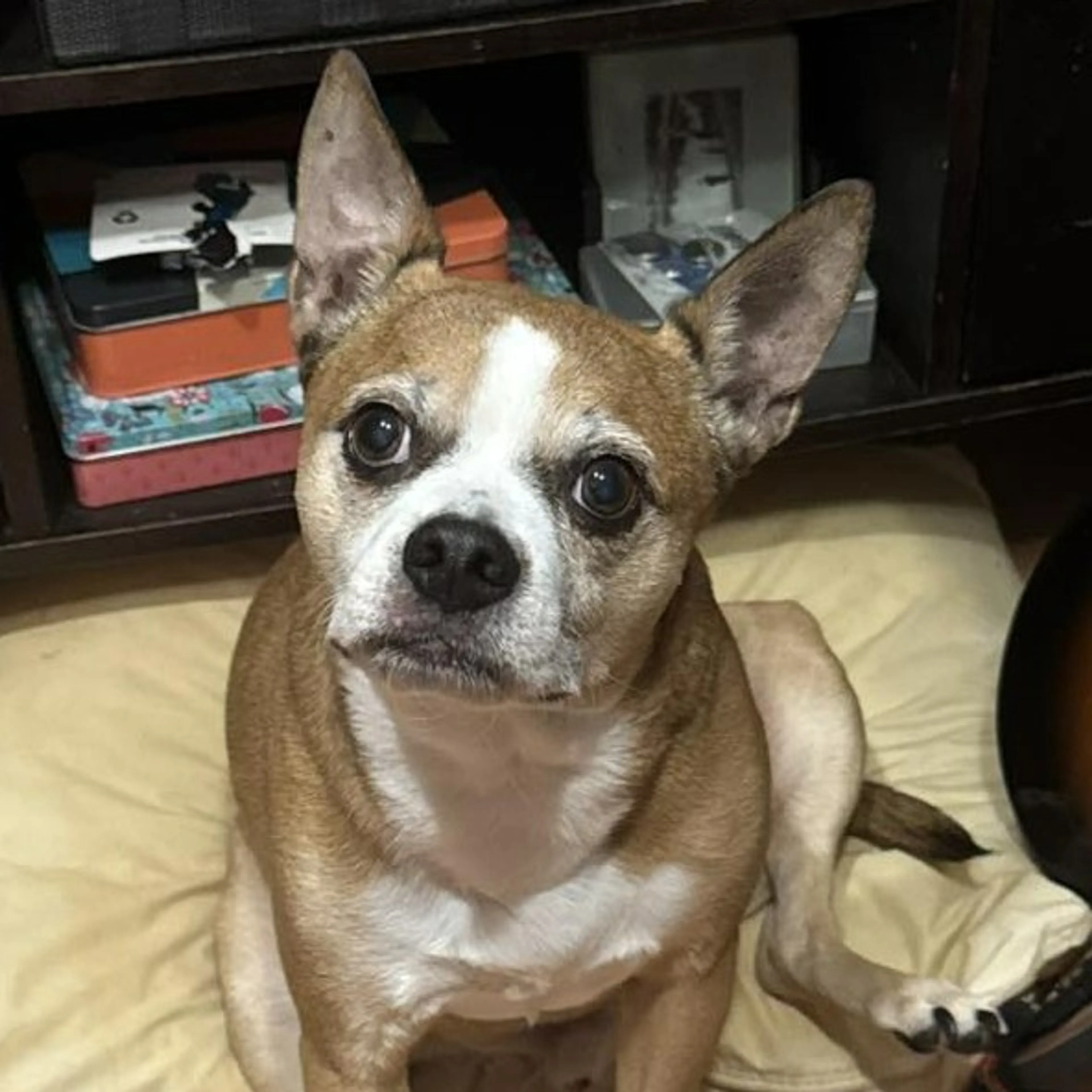 Lost pet-3