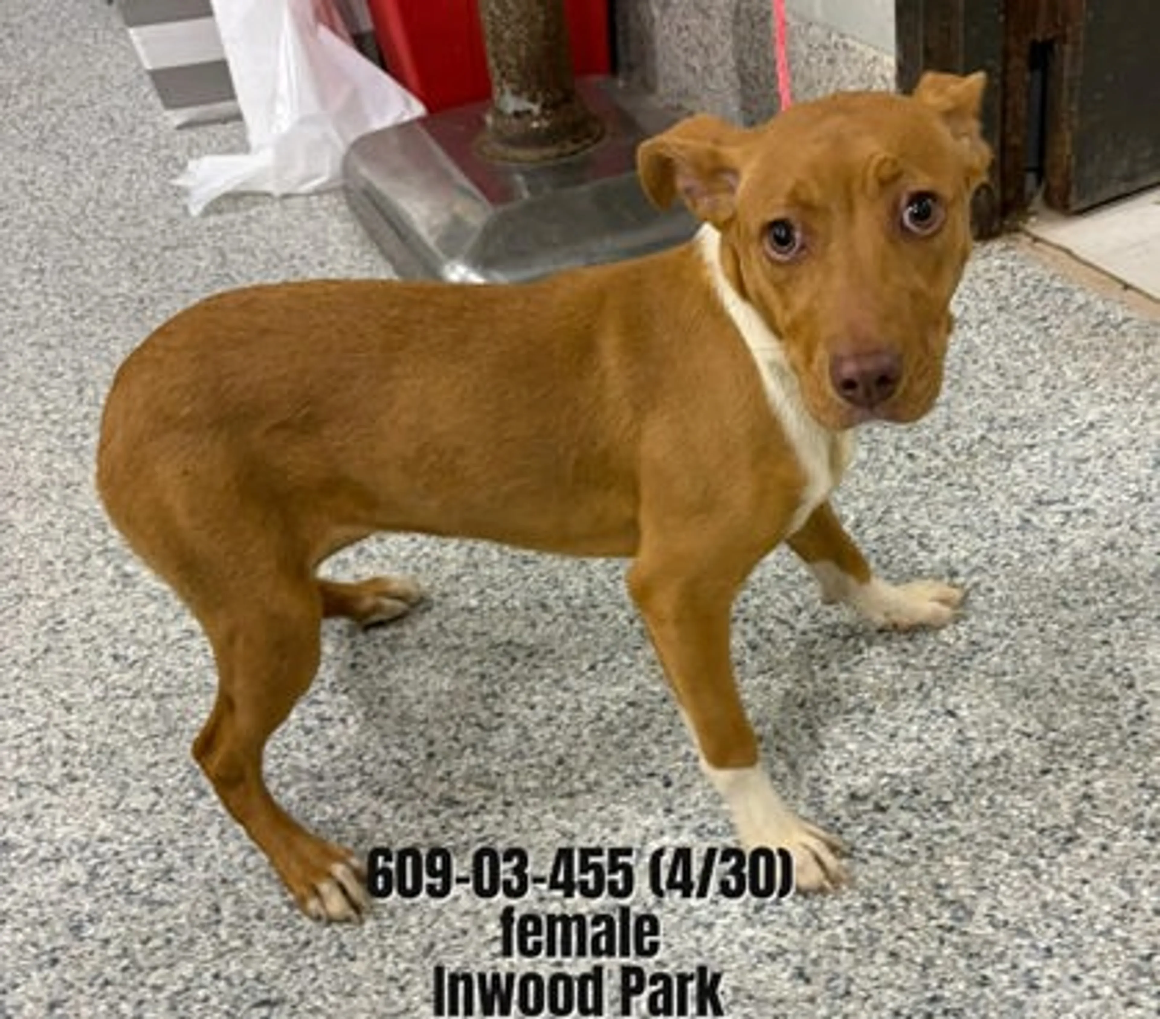 Found pet