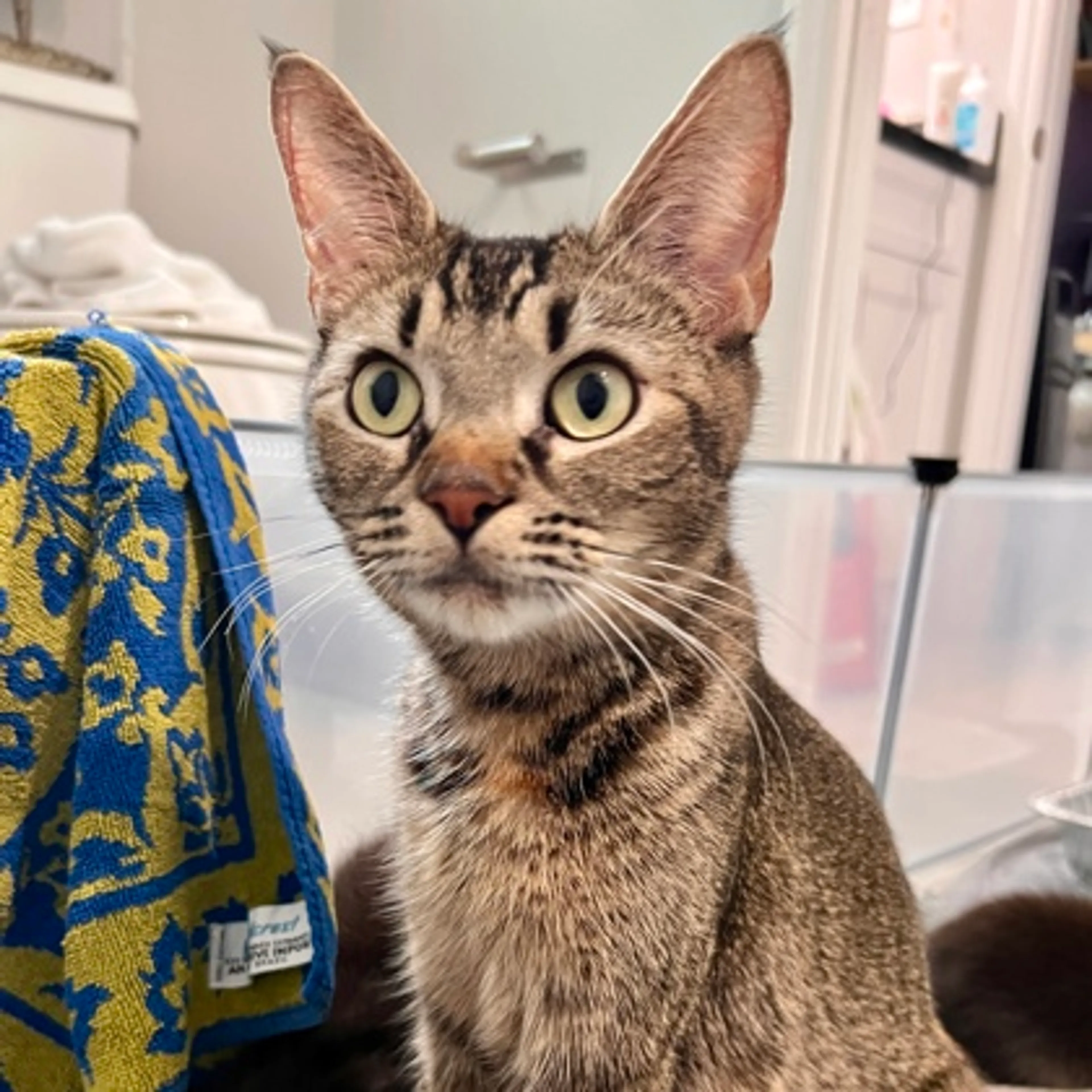 Found pet-1