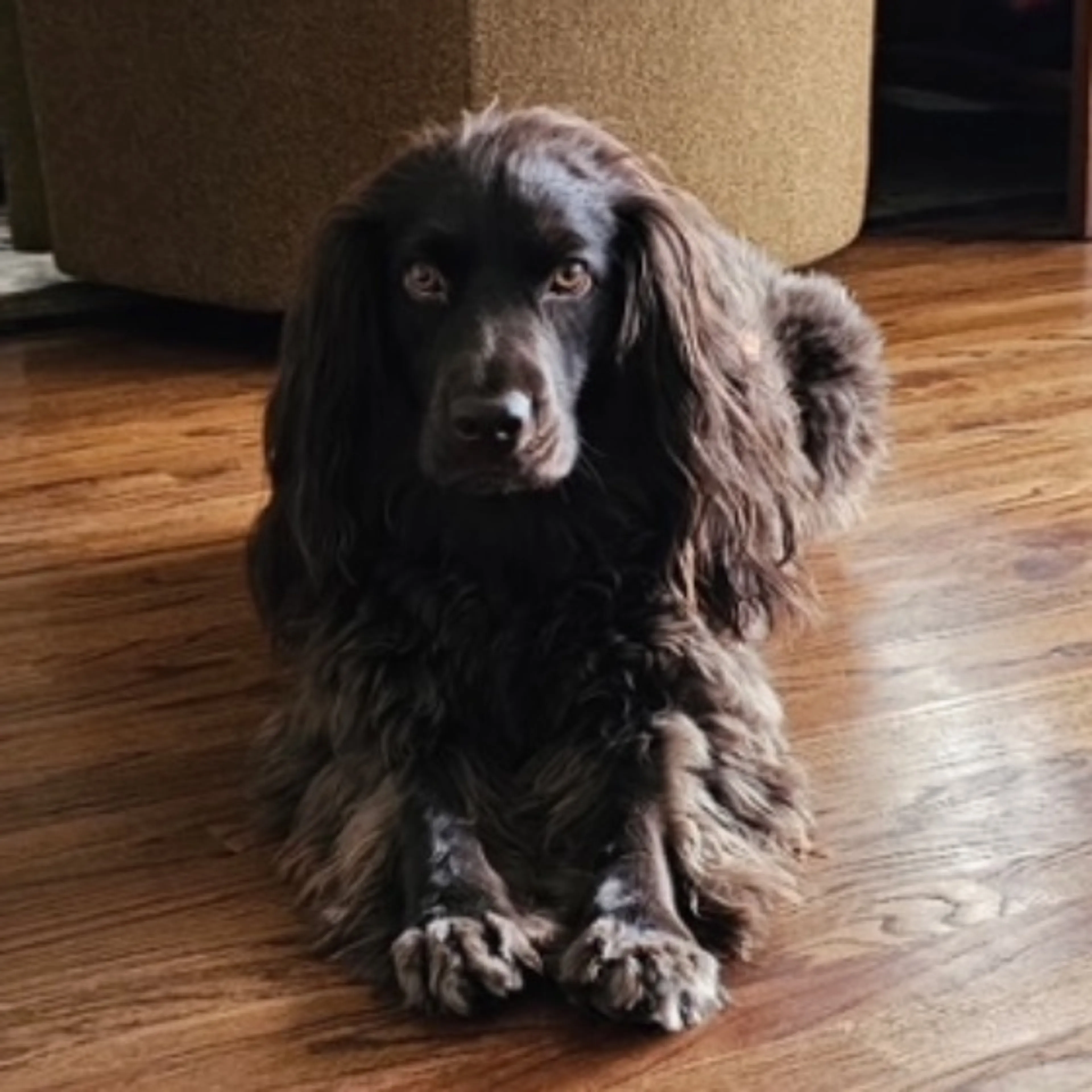 Found pet