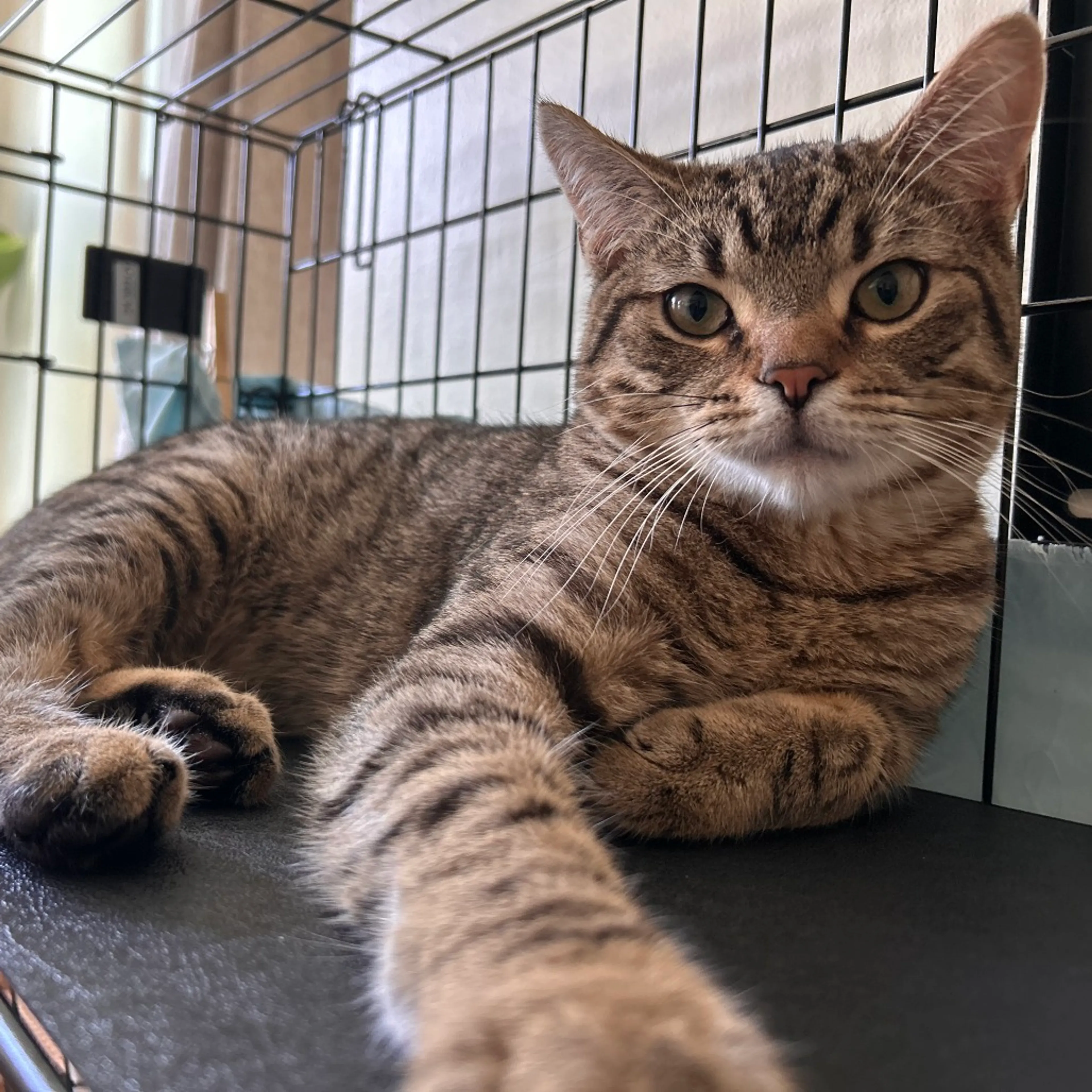 Found pet-6