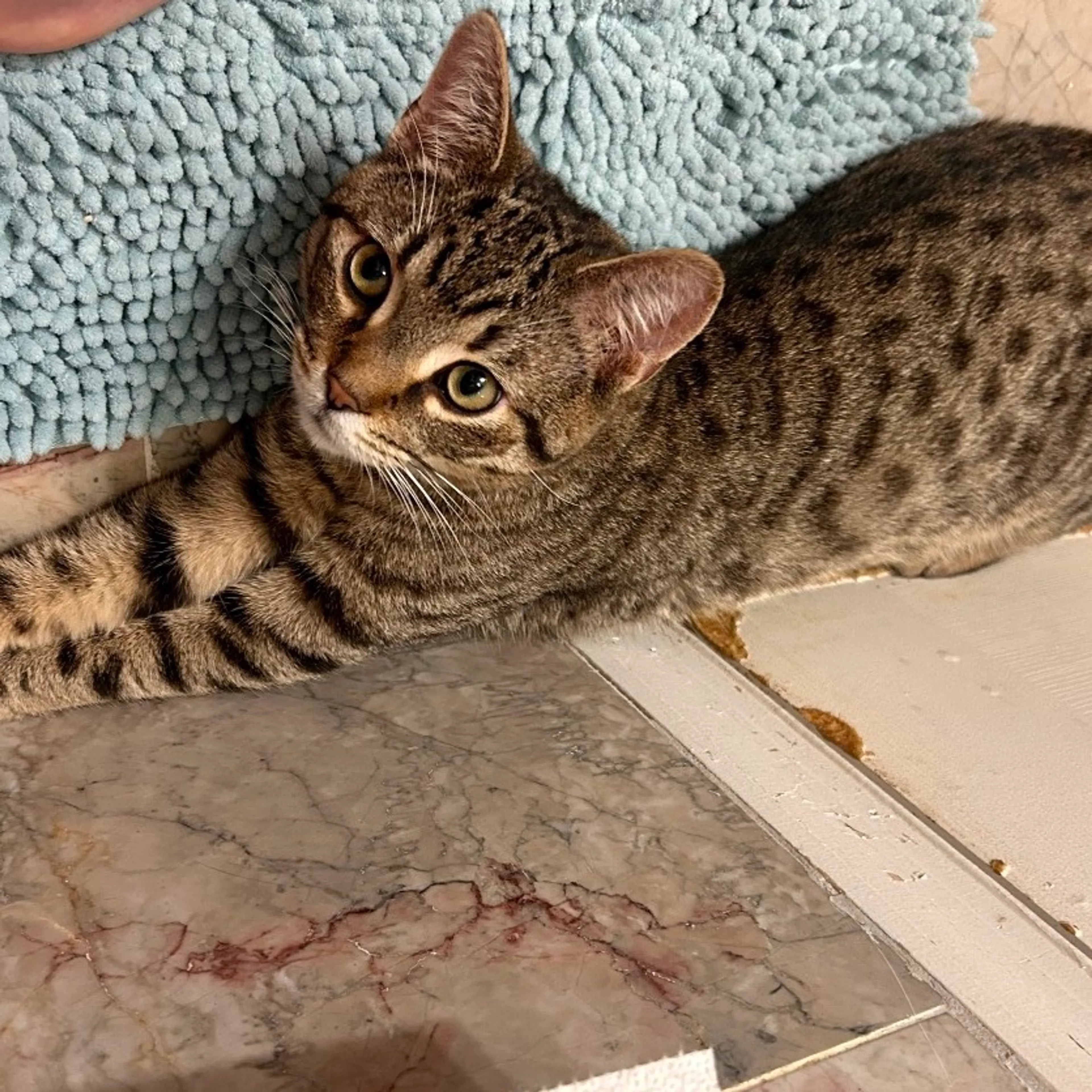 Found pet-3