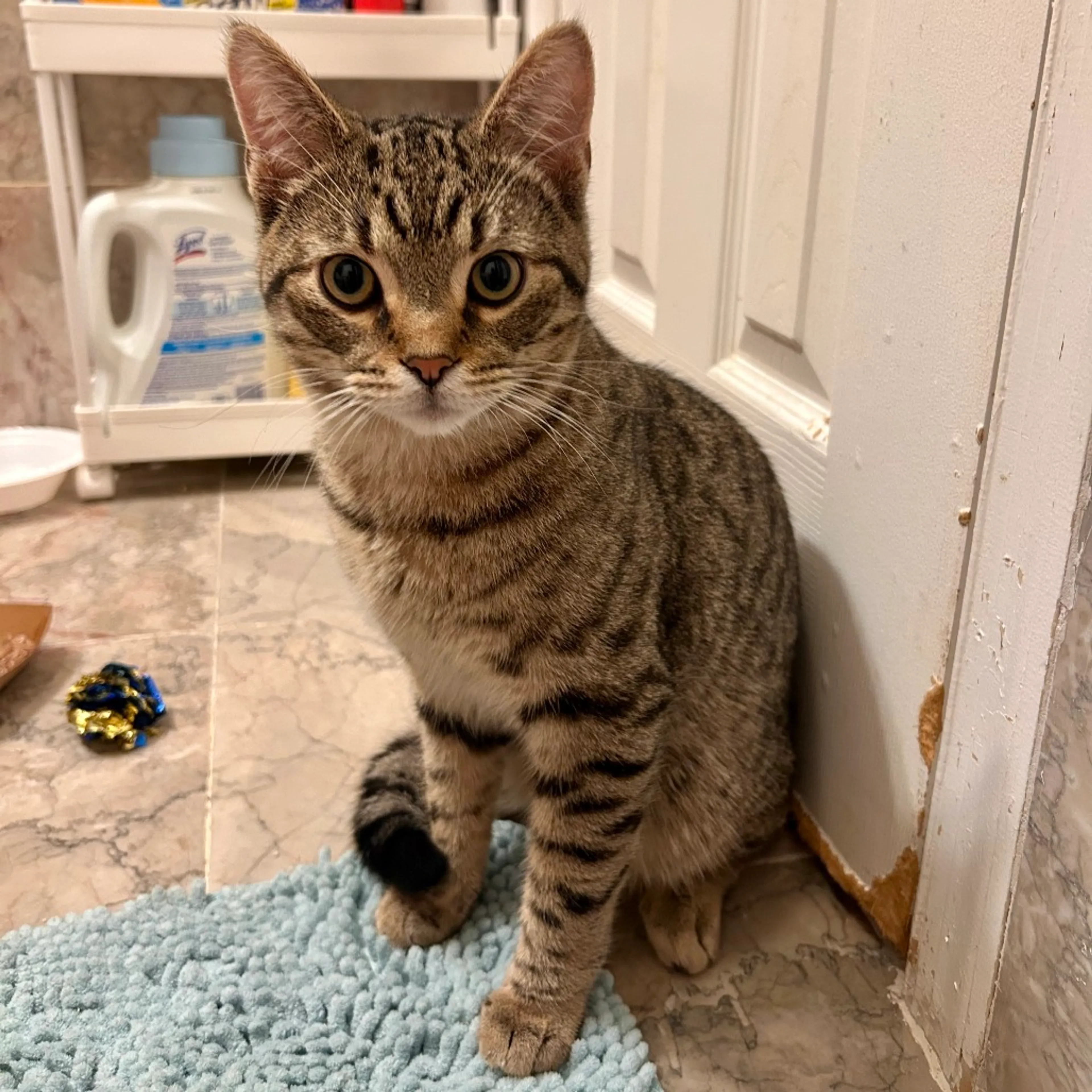 Found pet-0