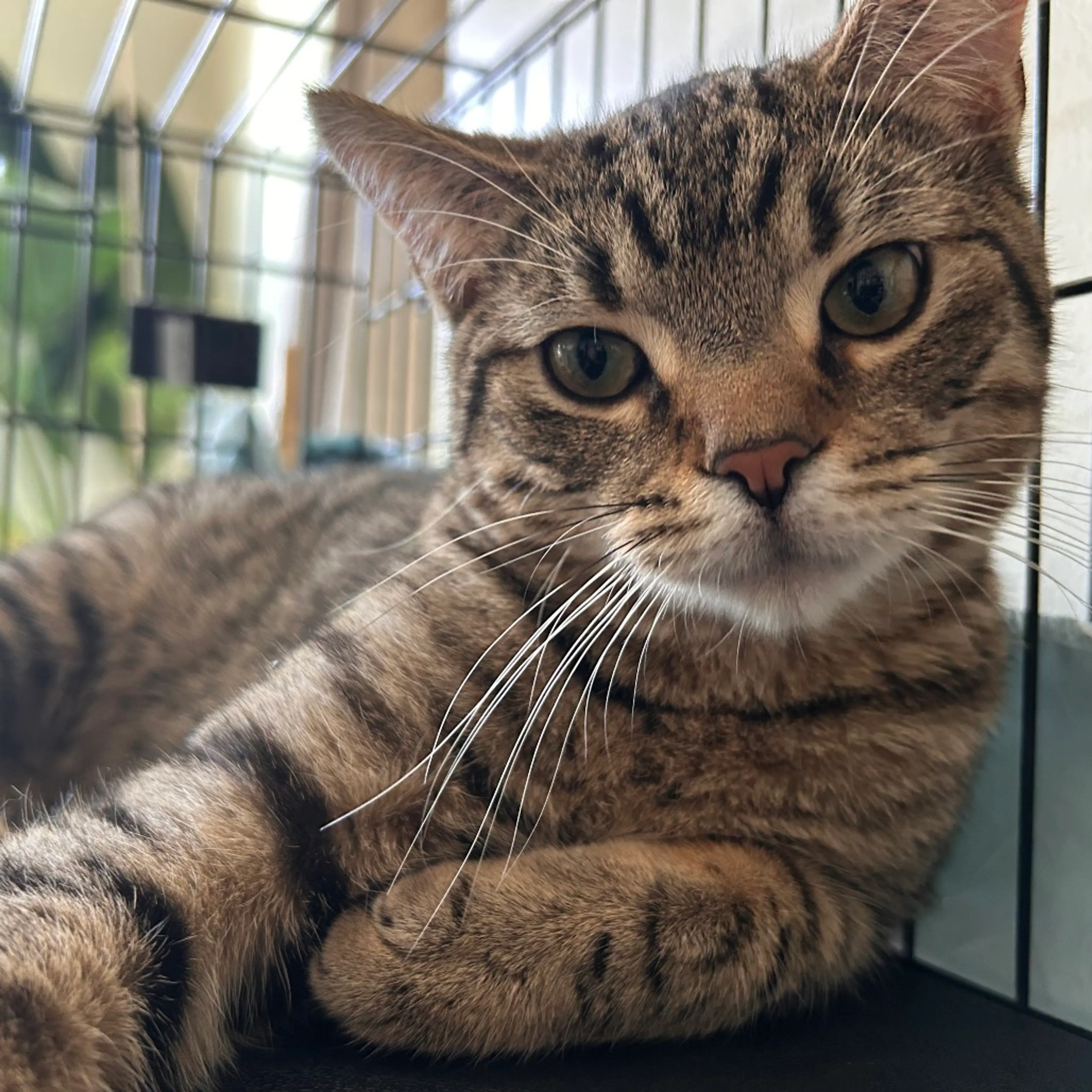 Found pet-5