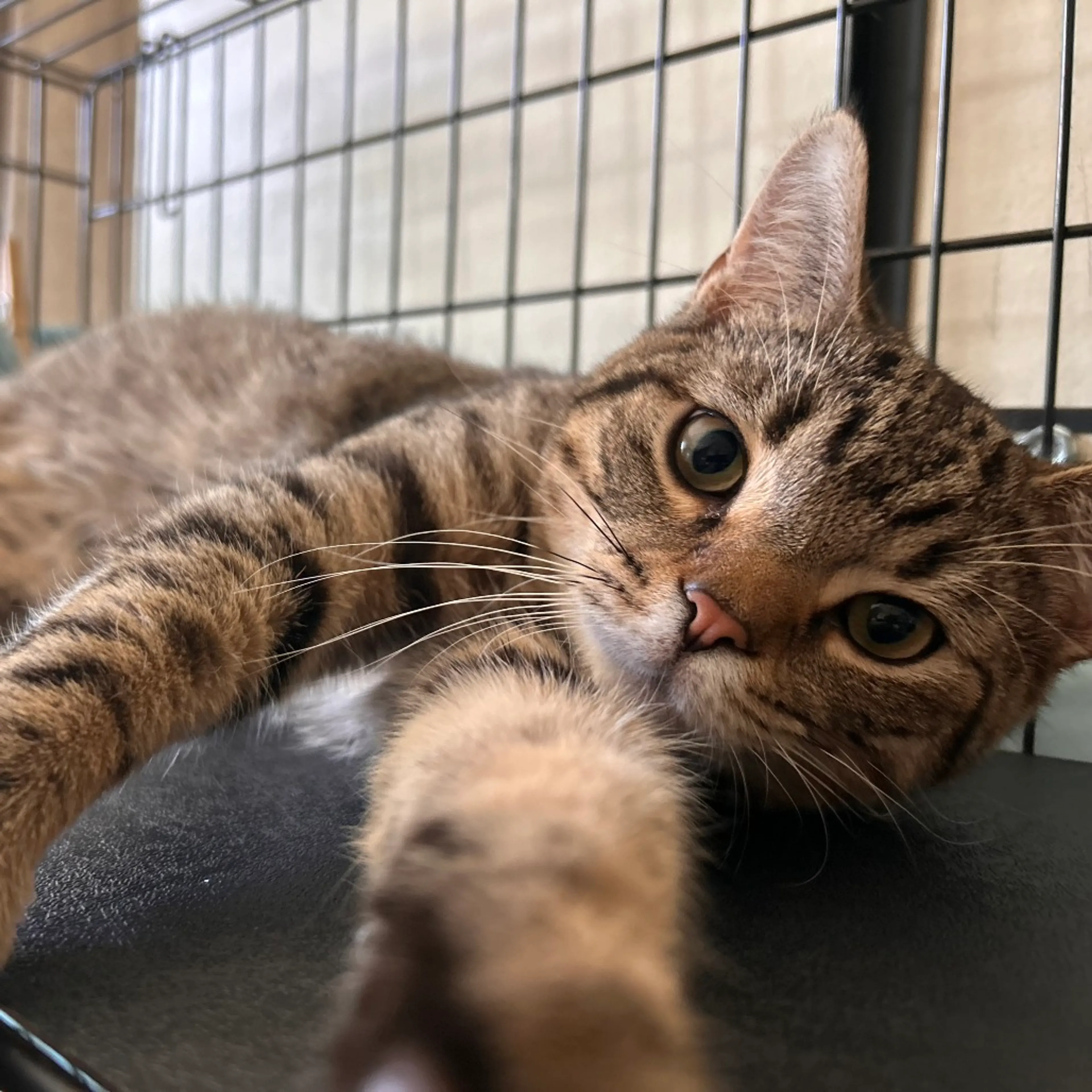 Found pet-4