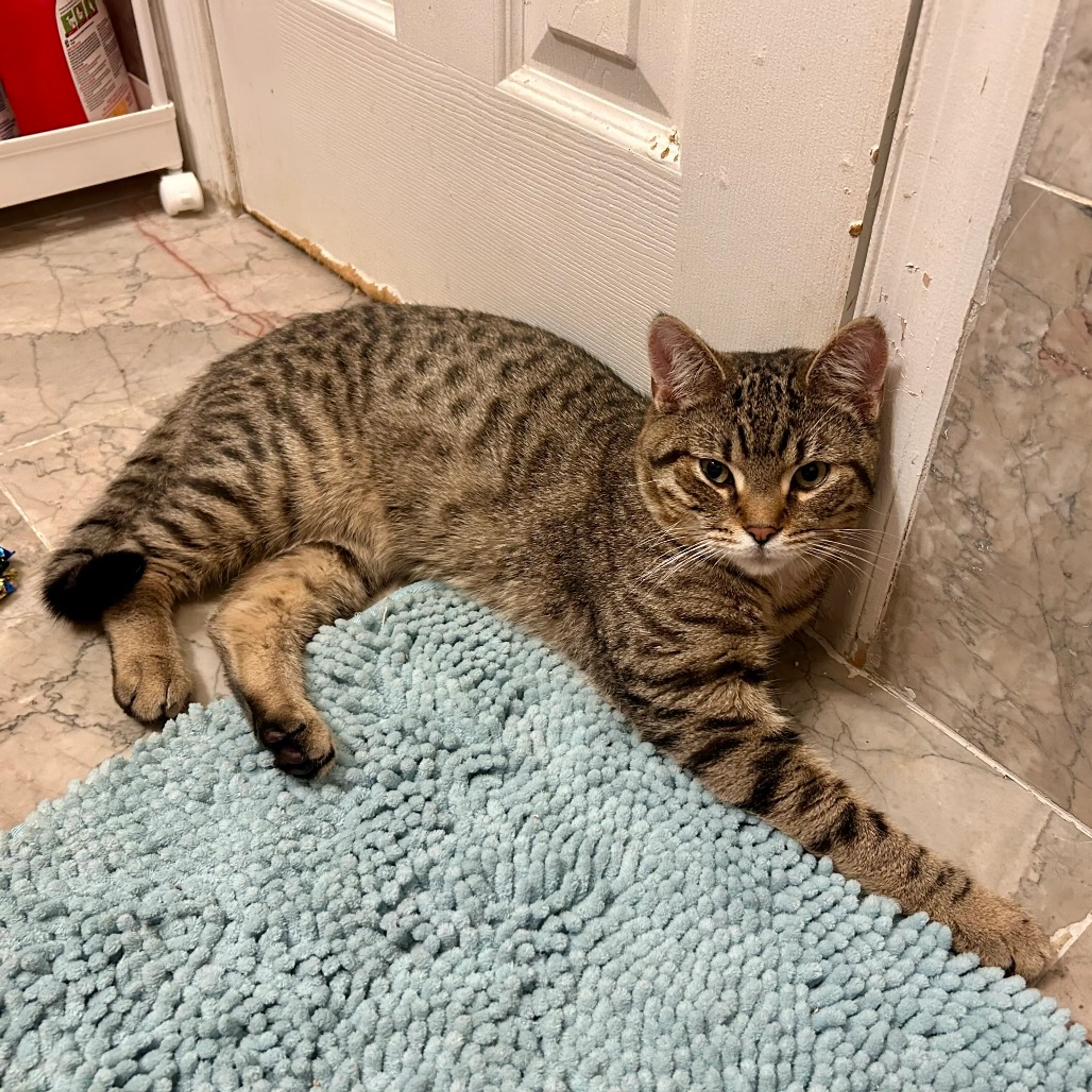 Found pet-2