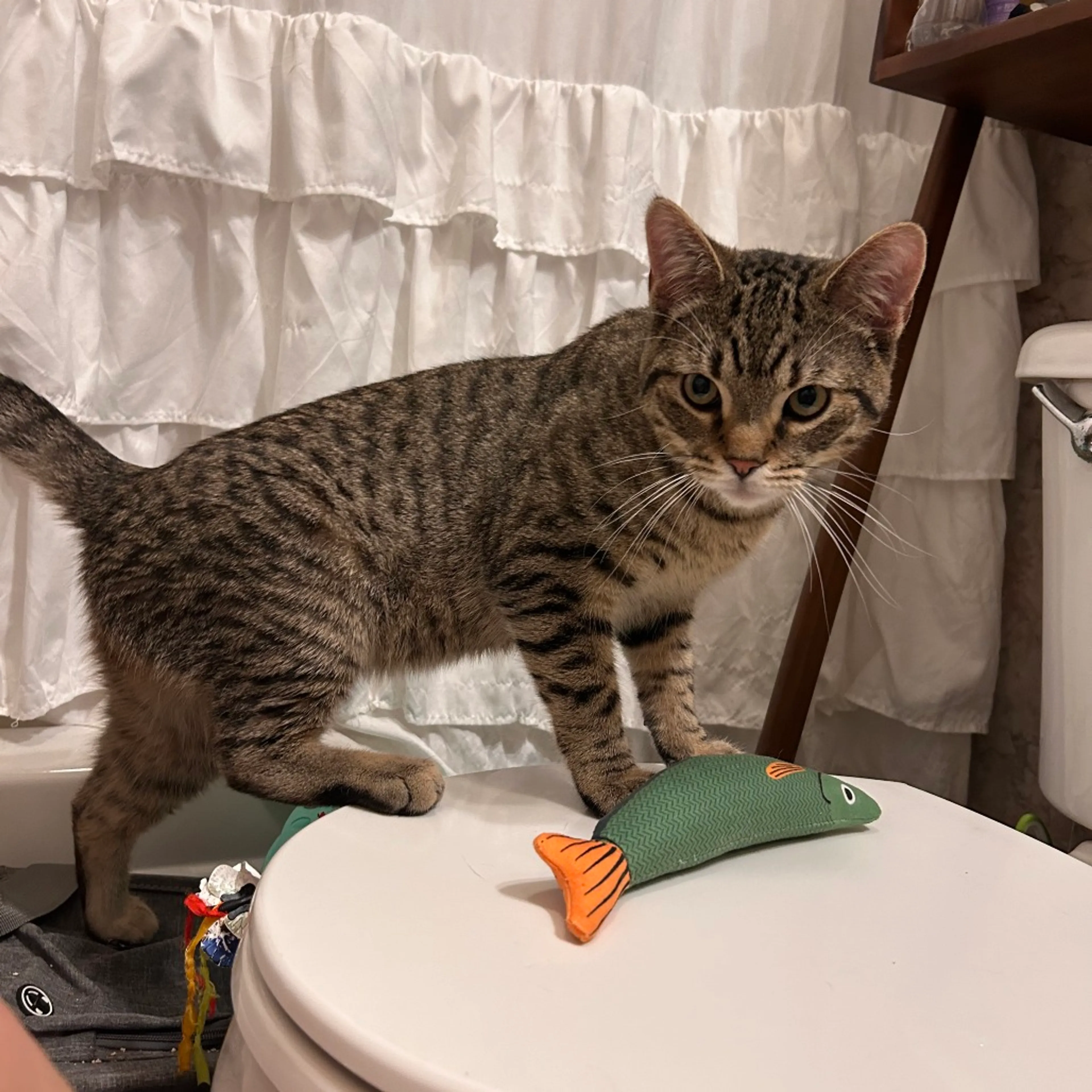 Found pet-1