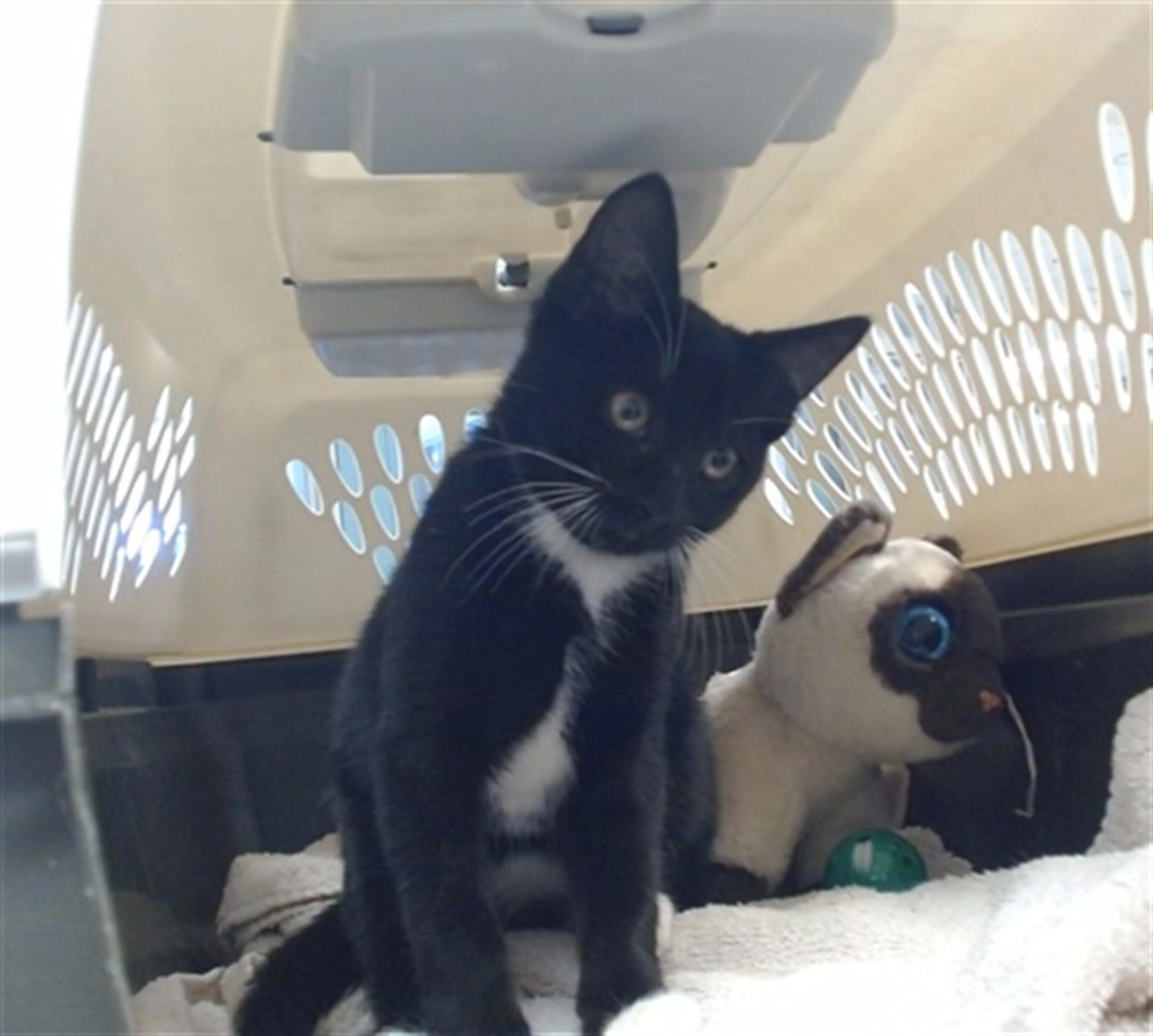 Found pet