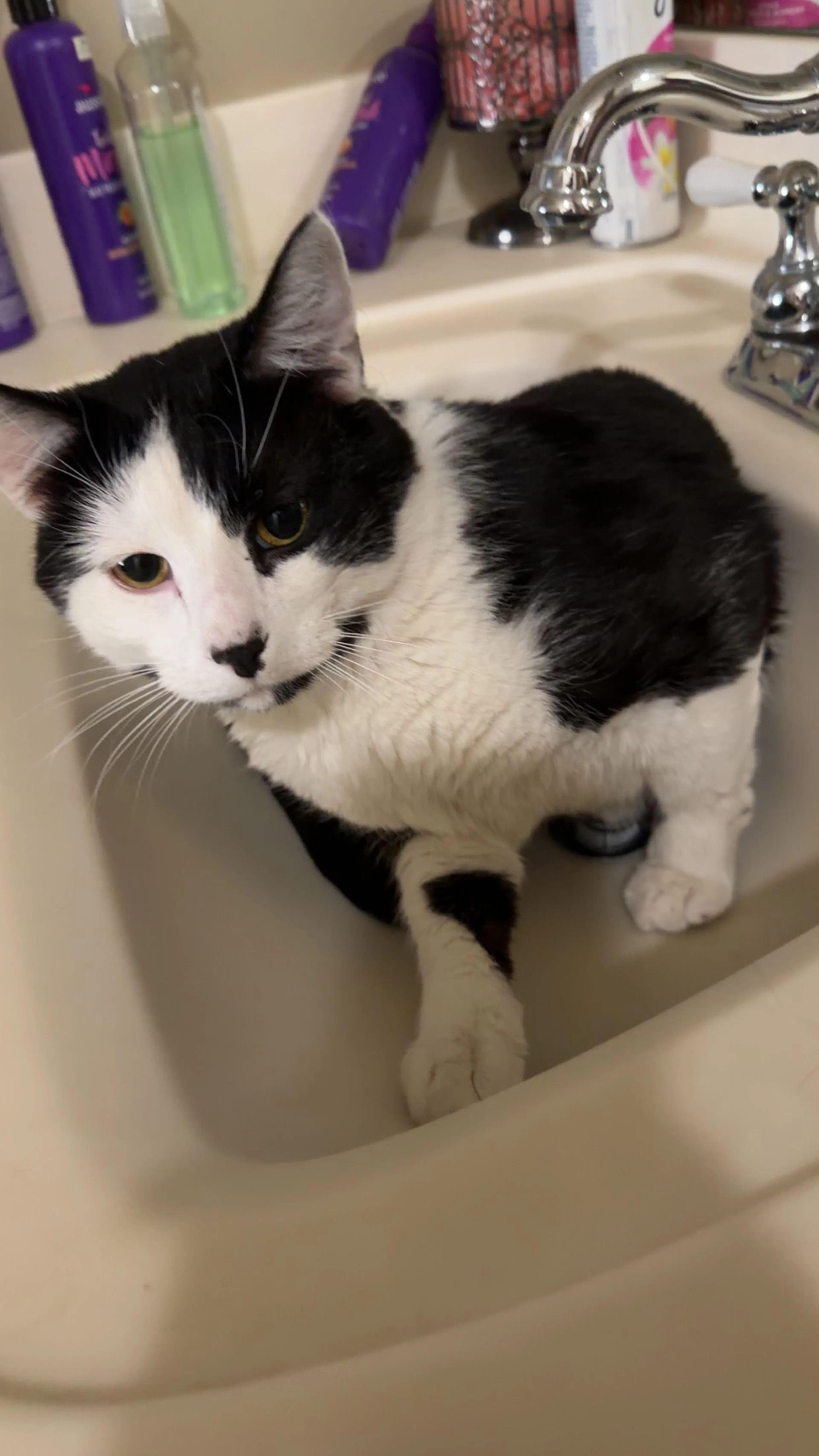 Lost pet