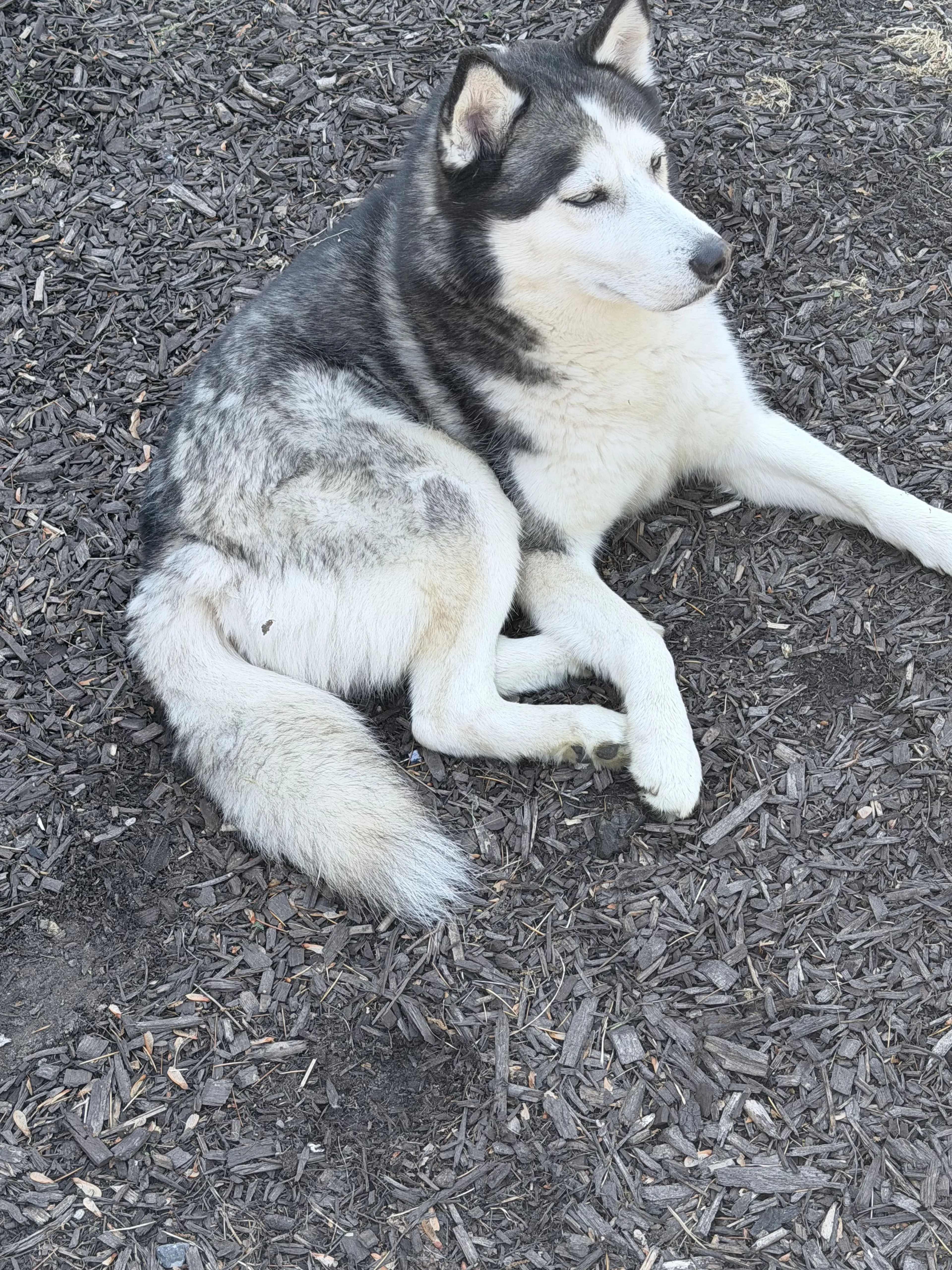 Lost pet