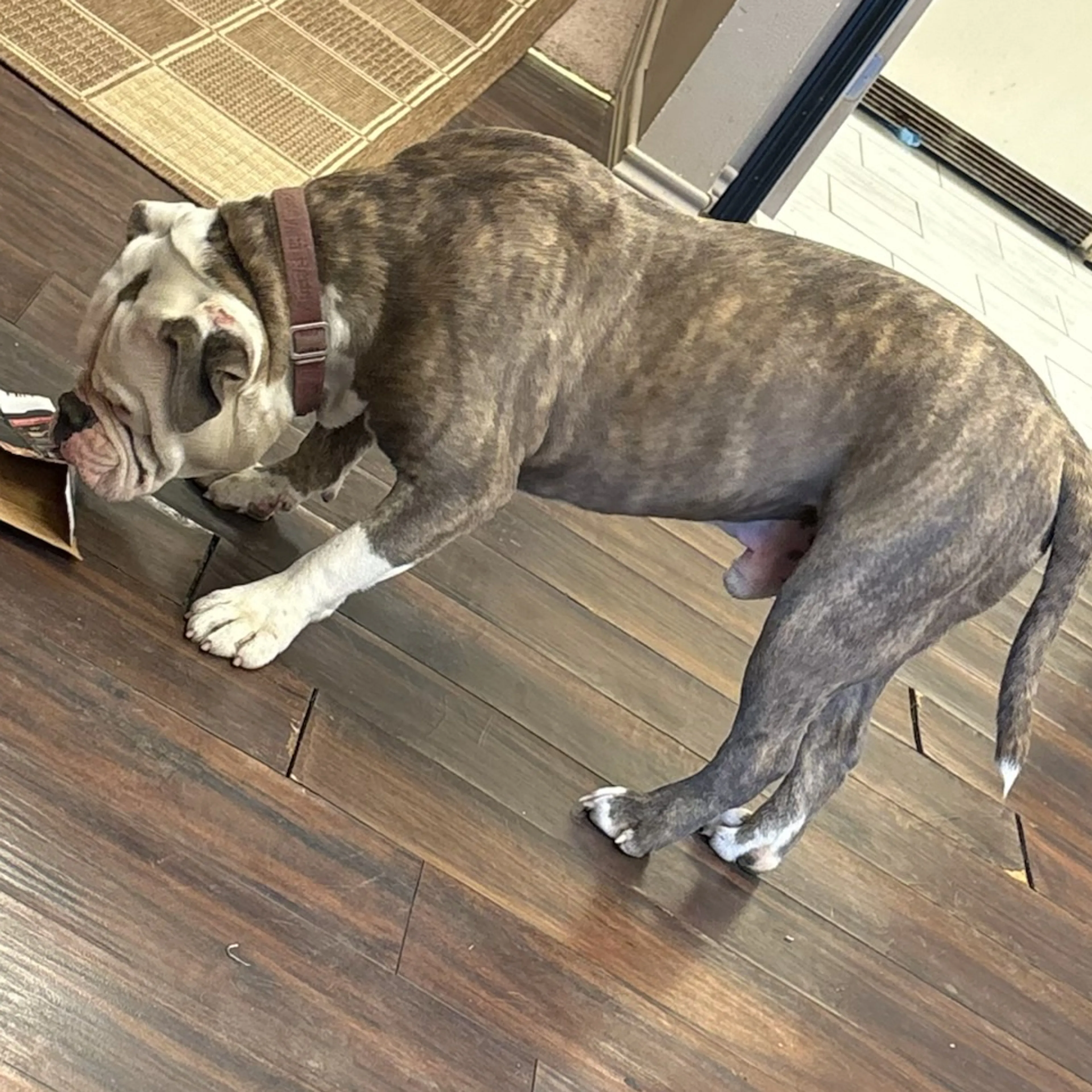 Lost pet-1