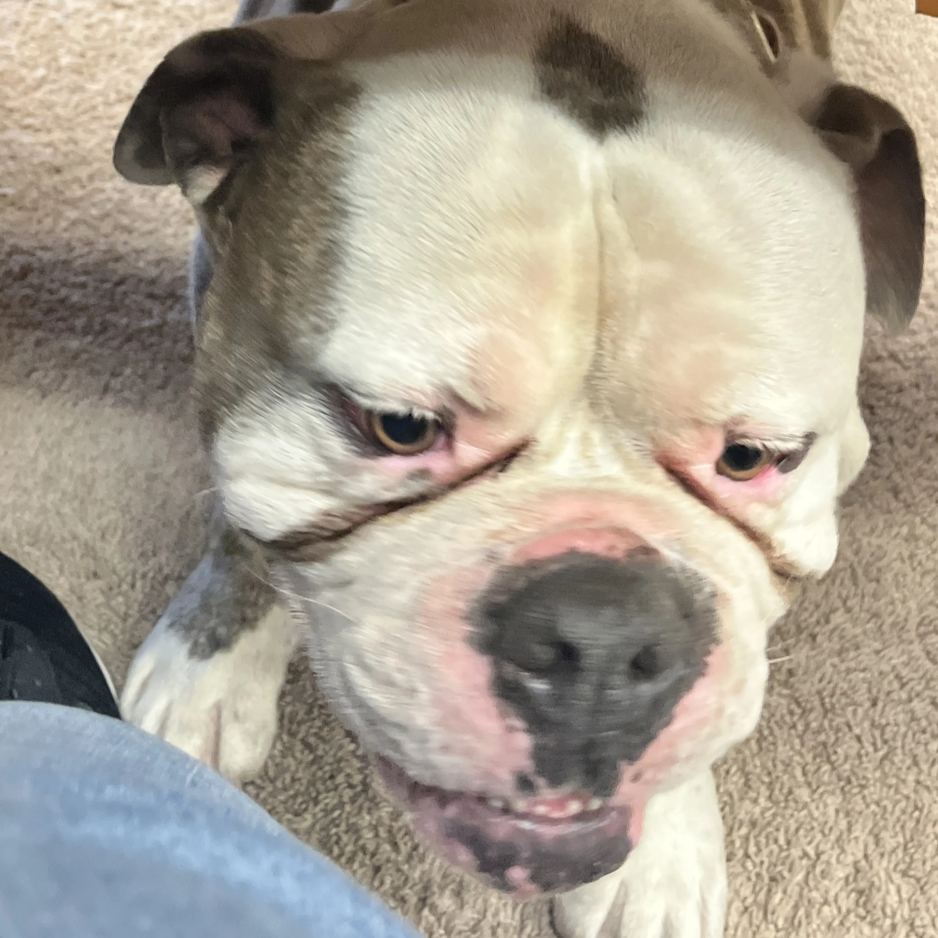 Lost pet-2