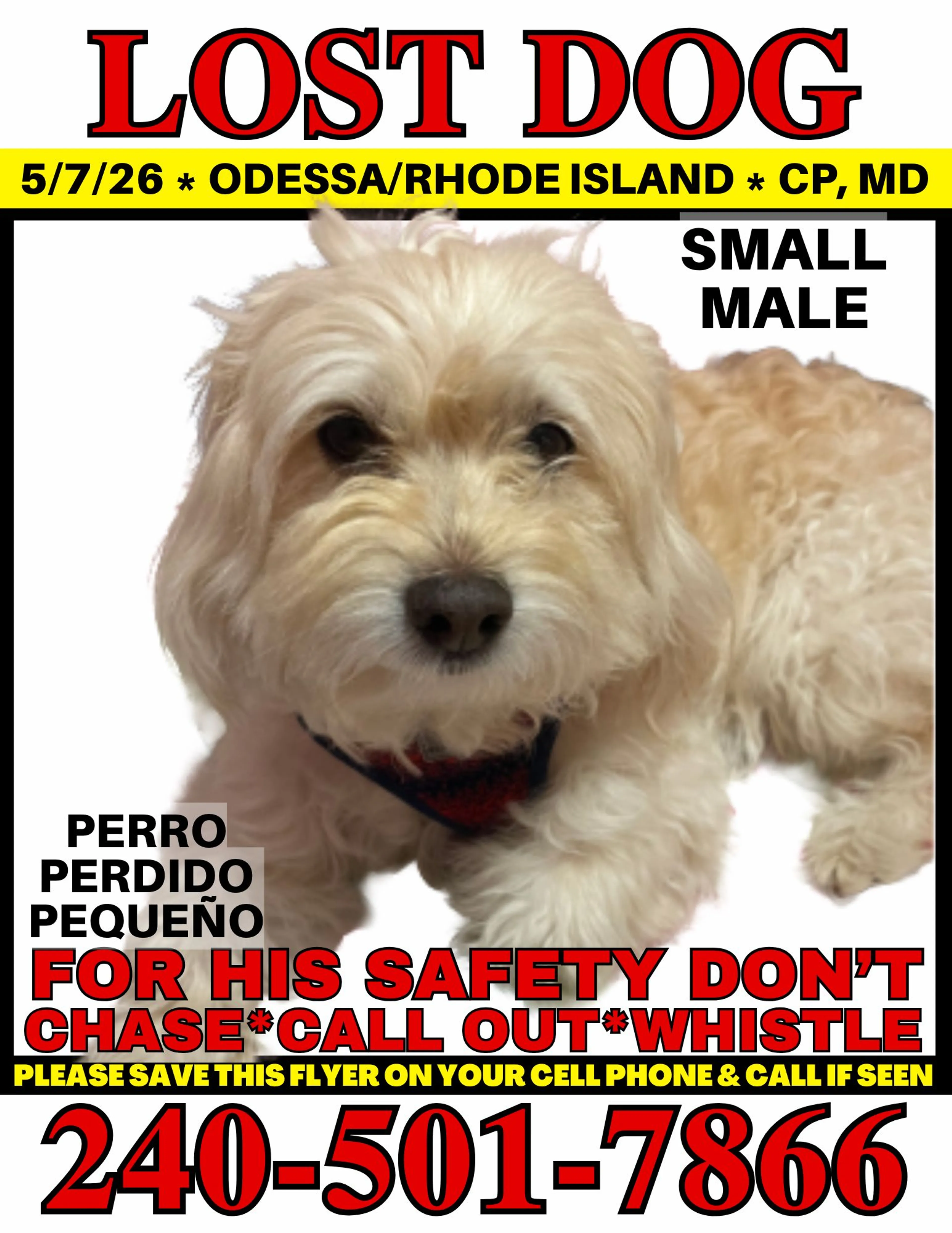 Lost pet