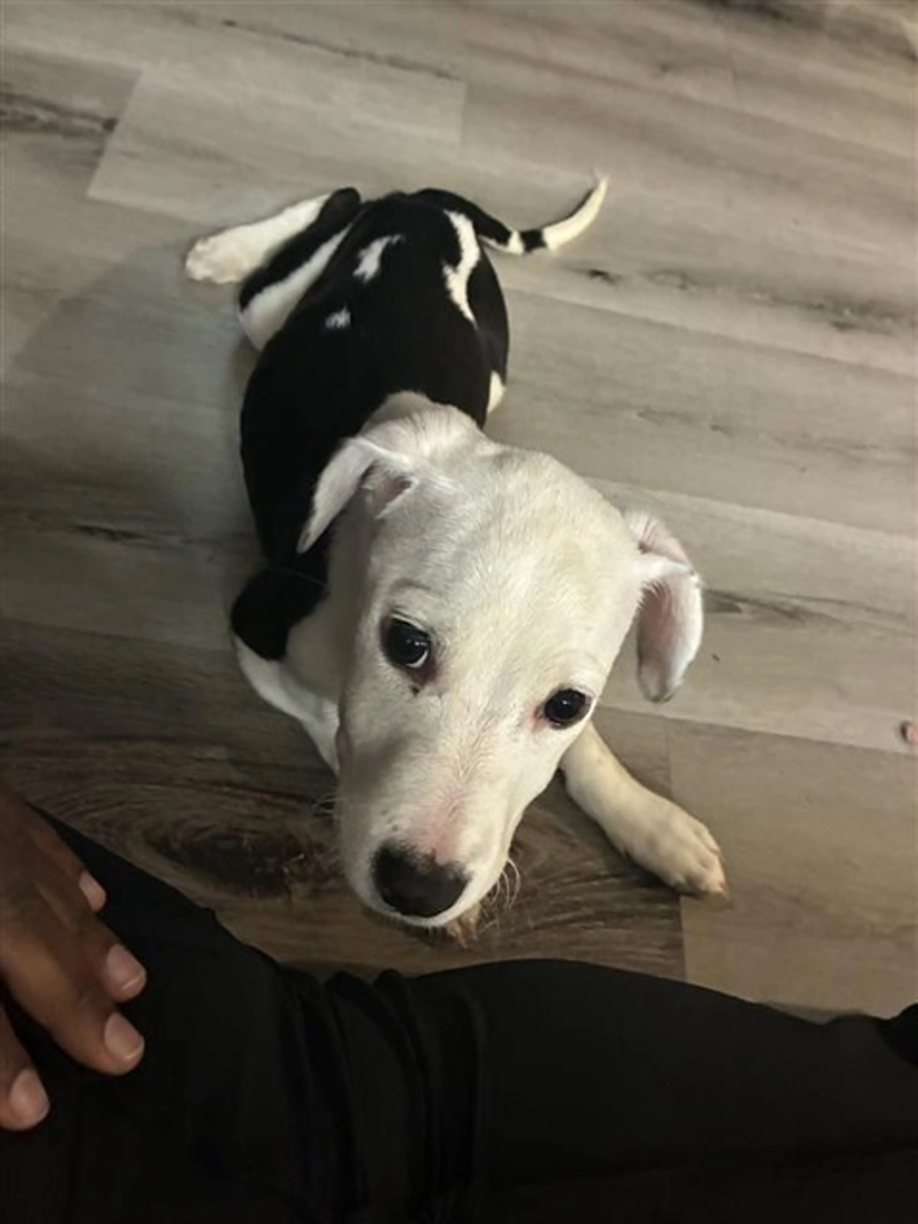 Found pet