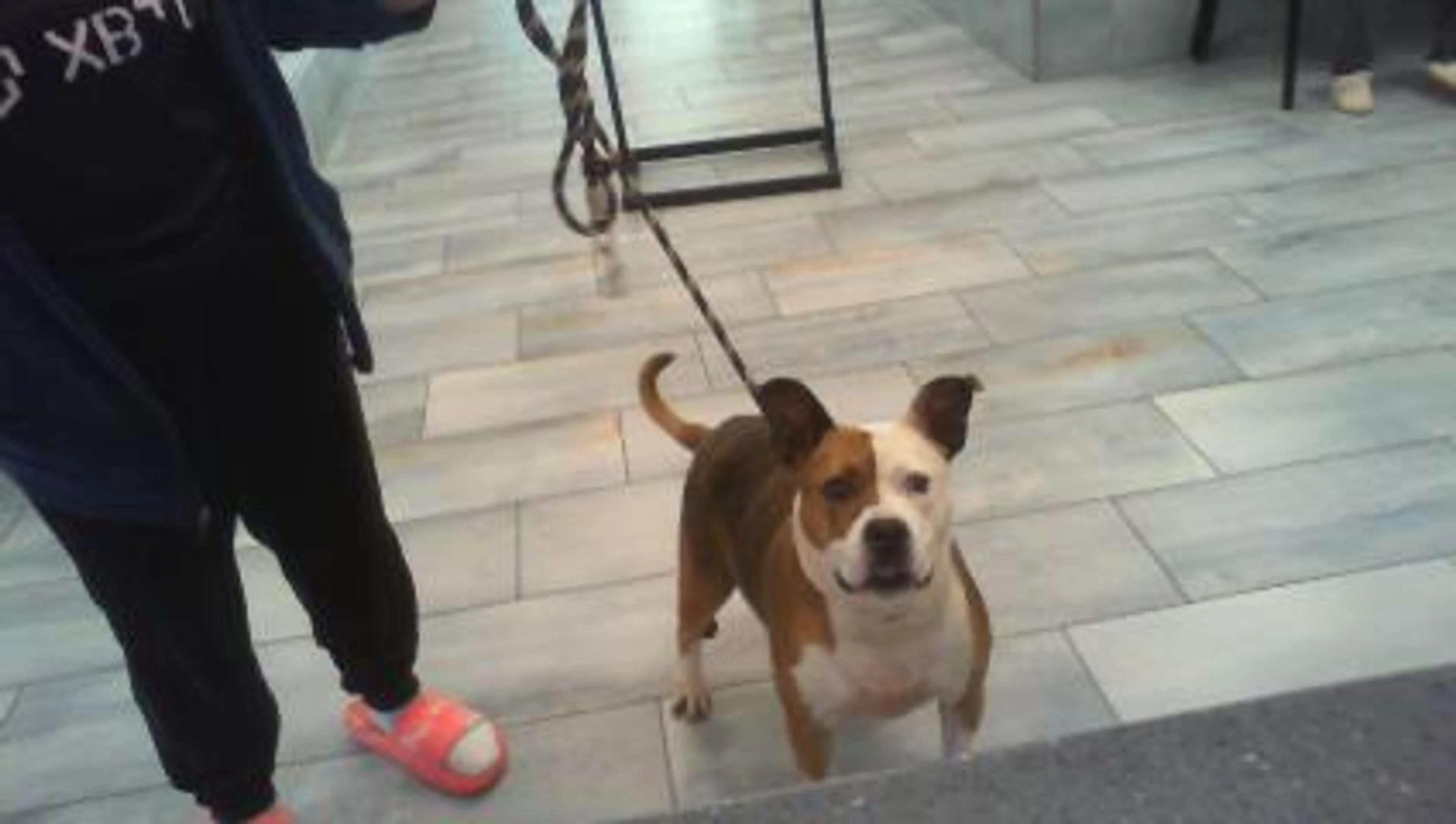 Found pet