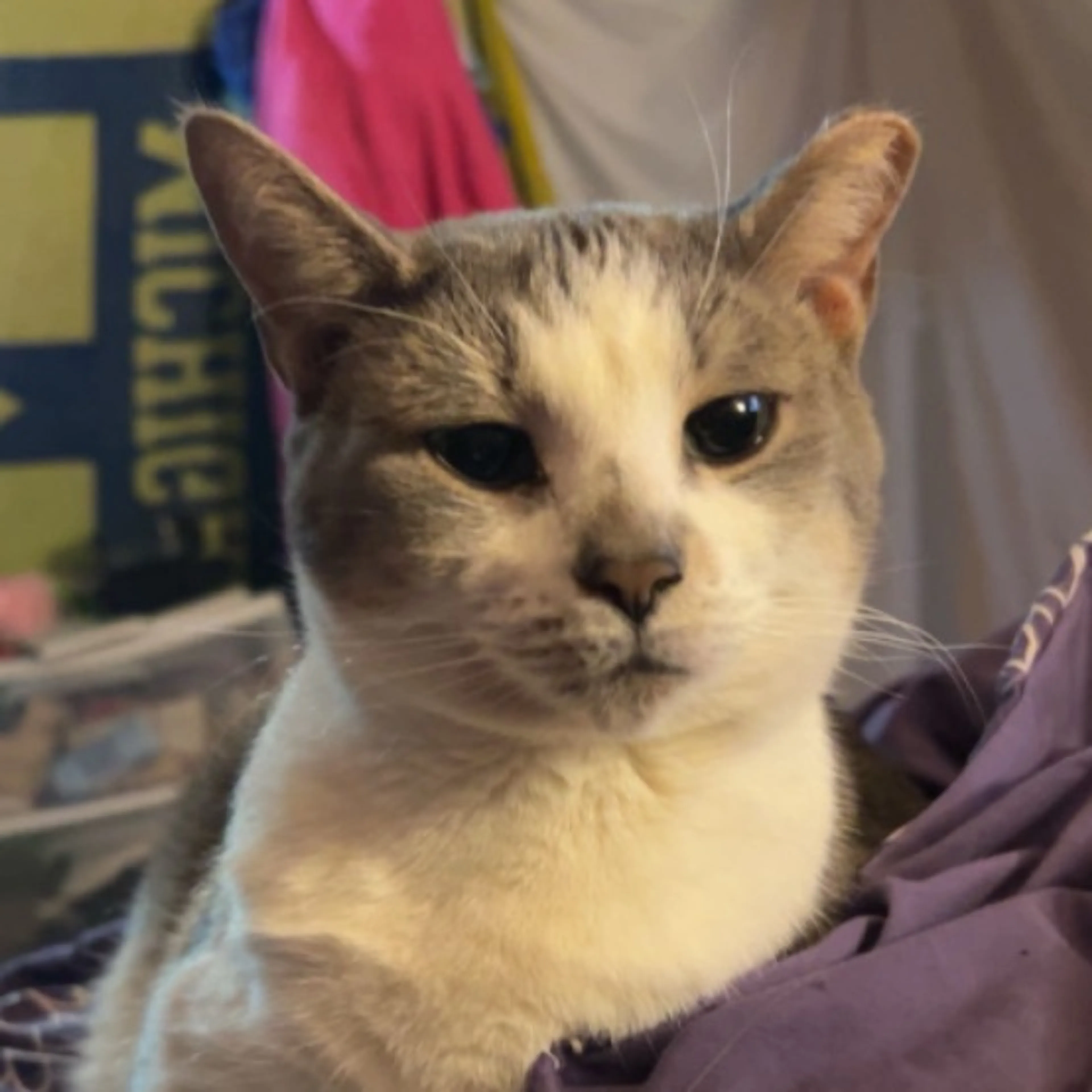 Lost pet