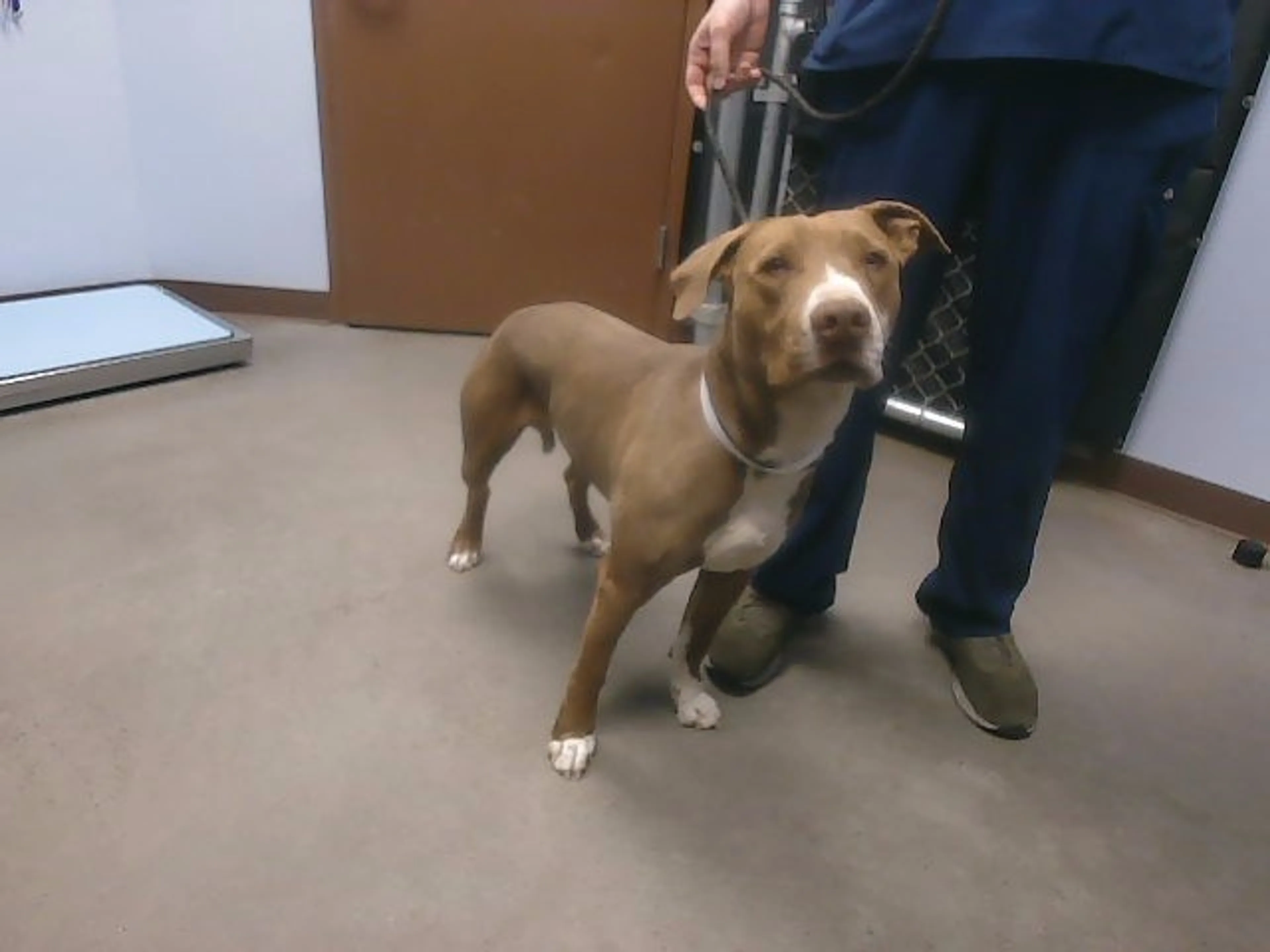 Found pet