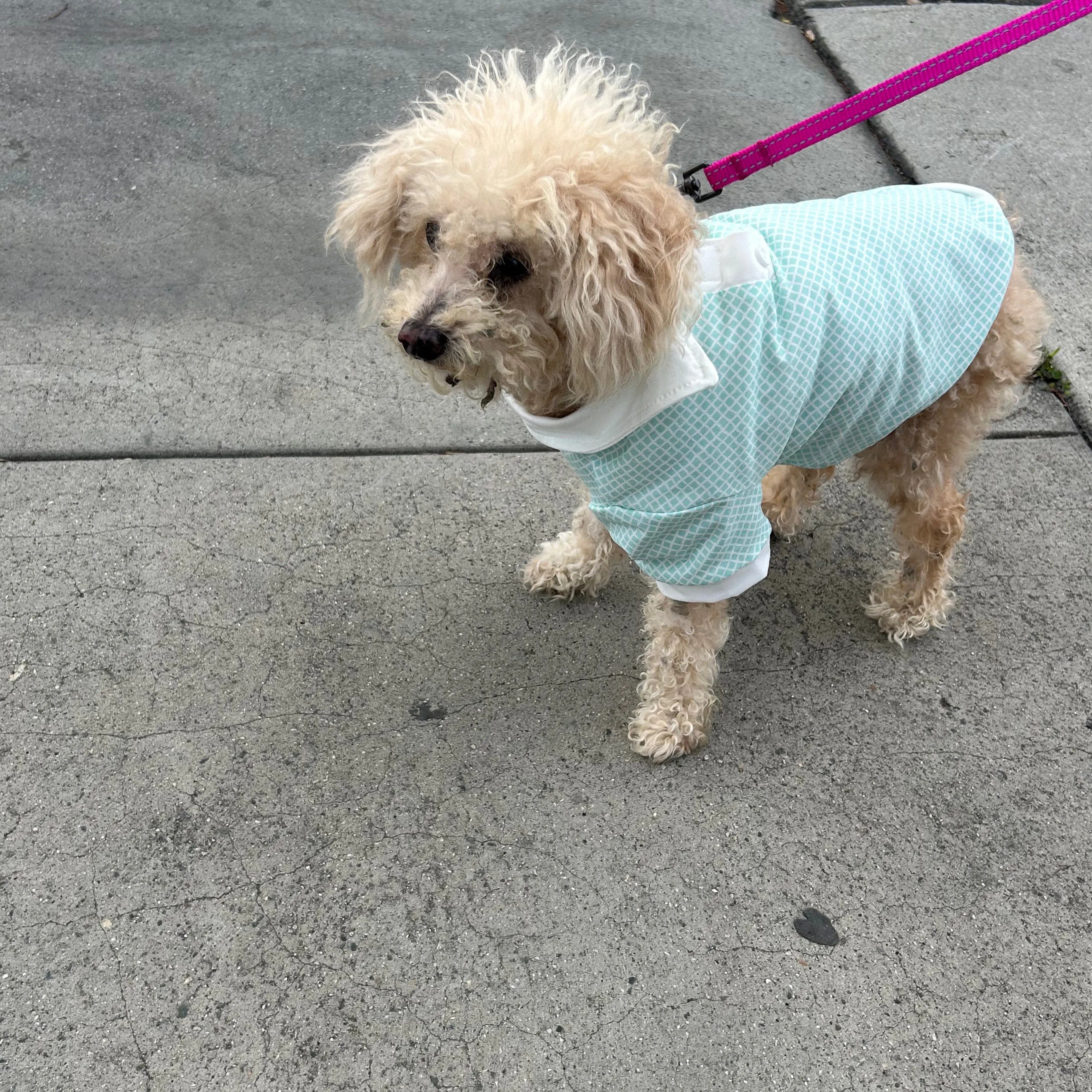 Found pet-1