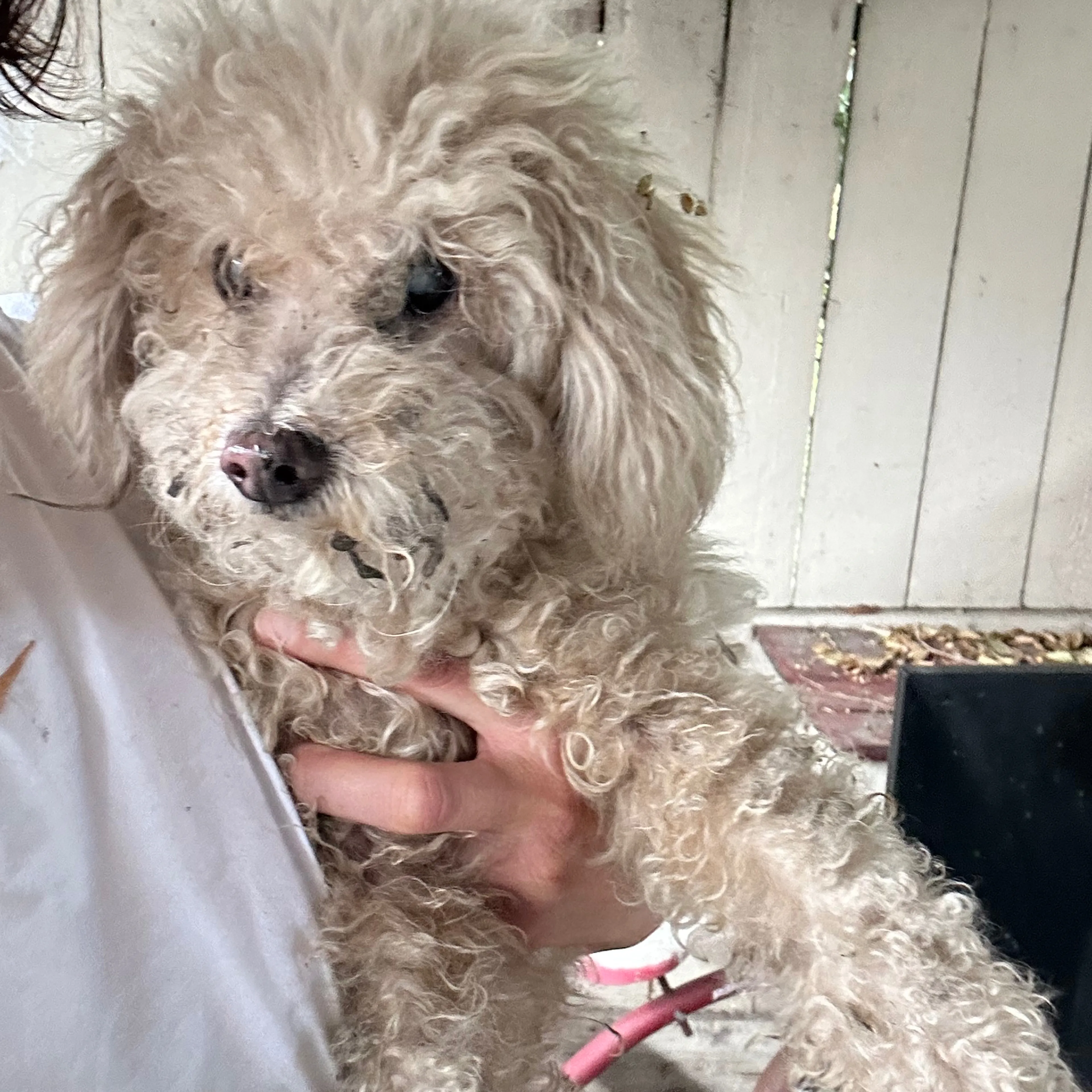 Found pet-2