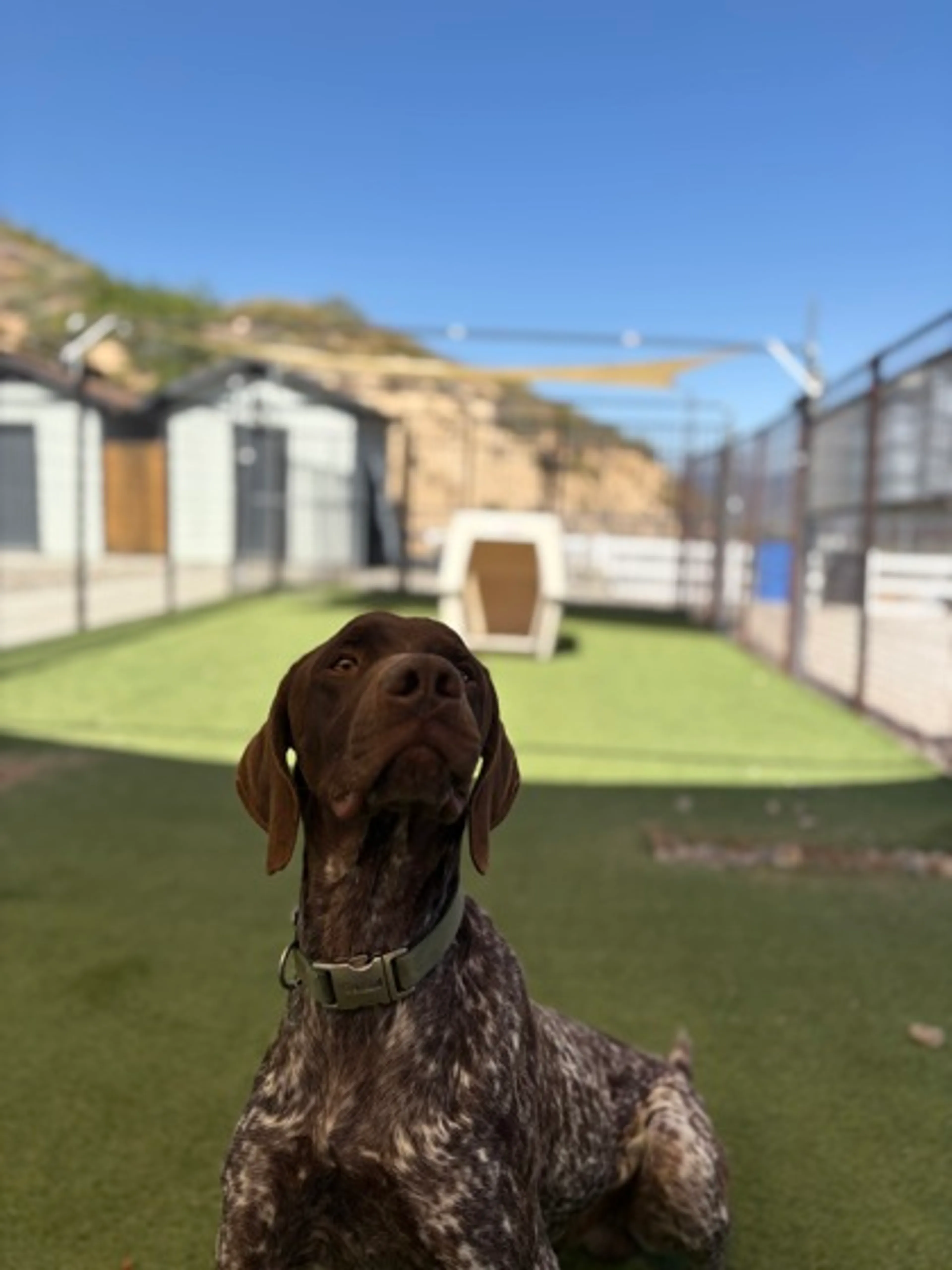 Found pet-1