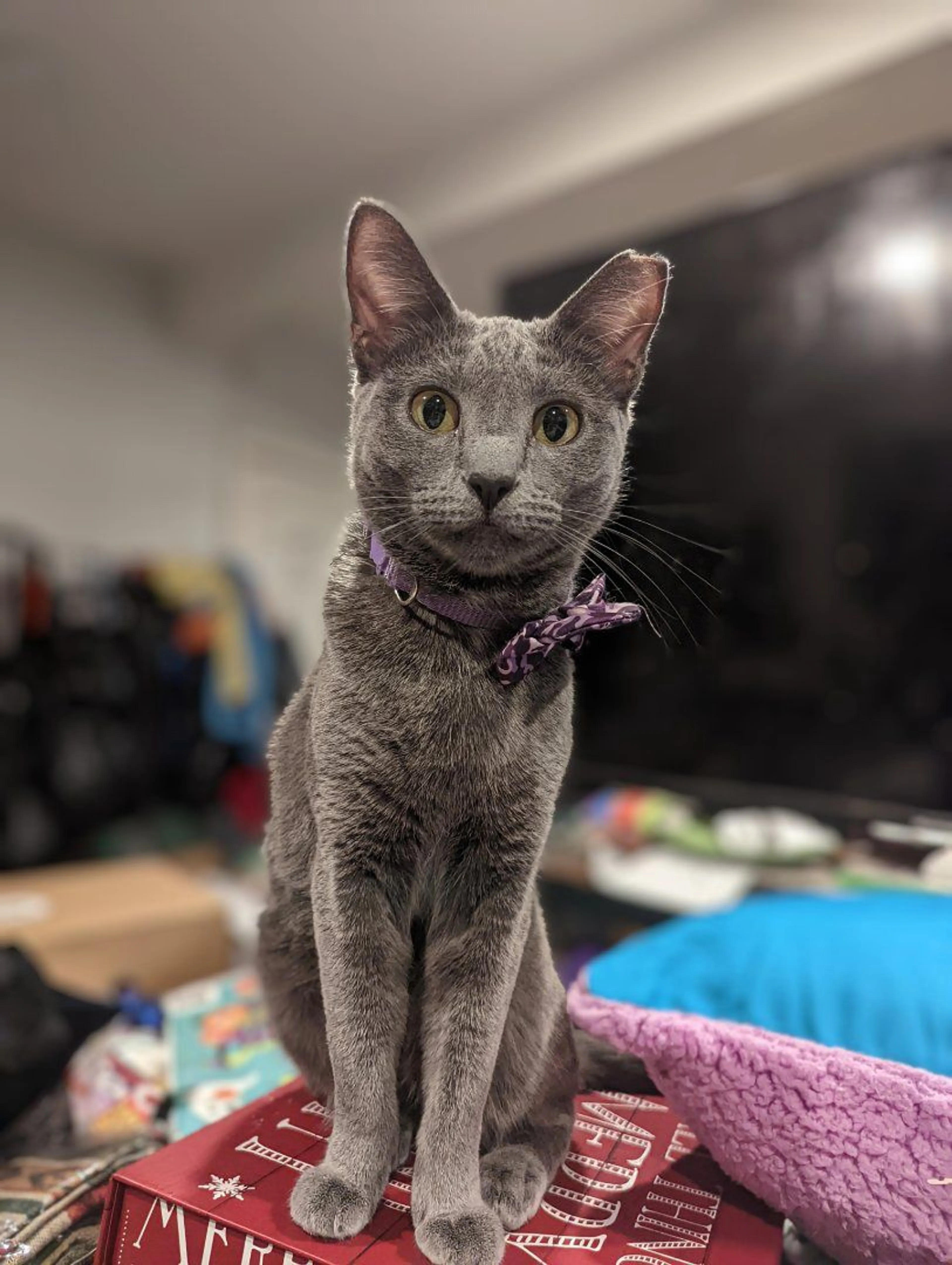 Lost pet-3