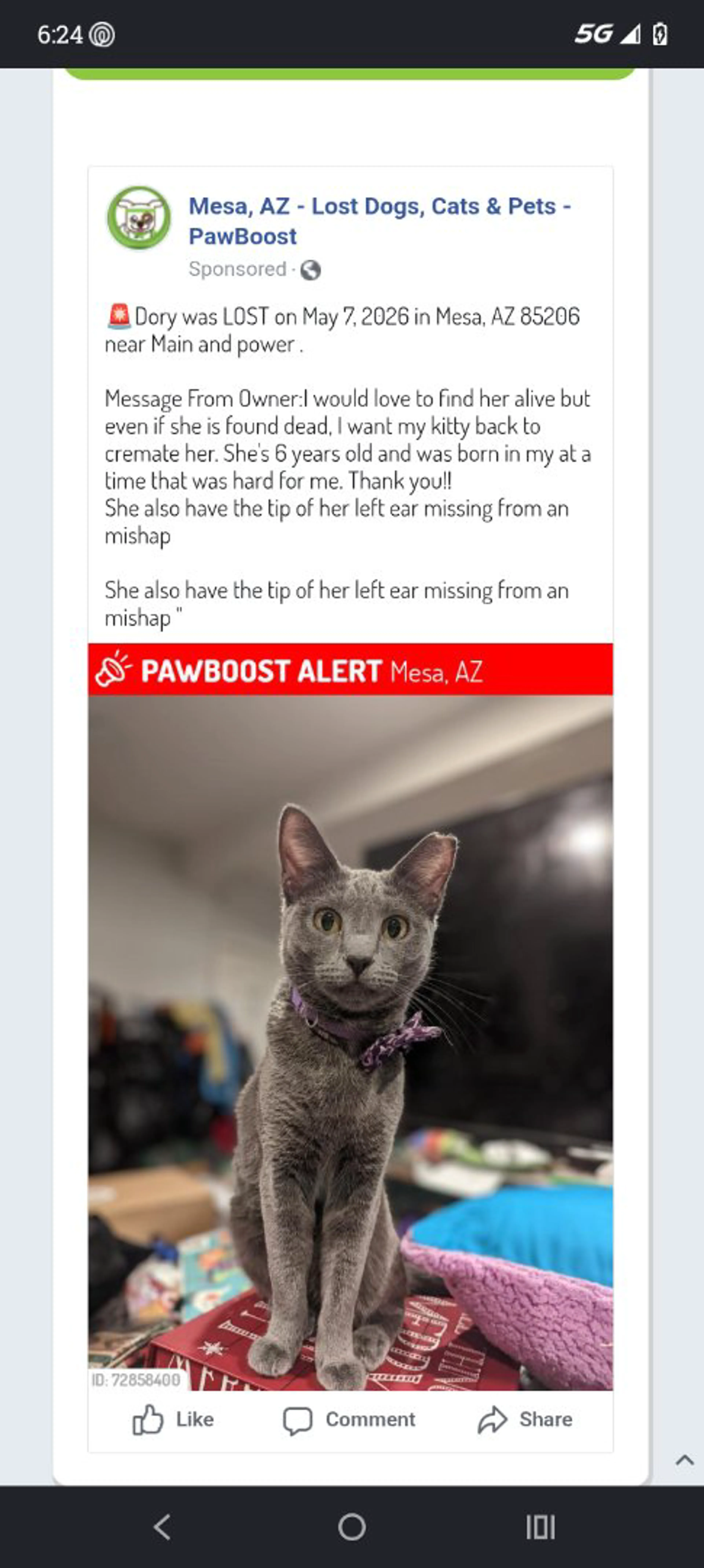 Lost pet-0