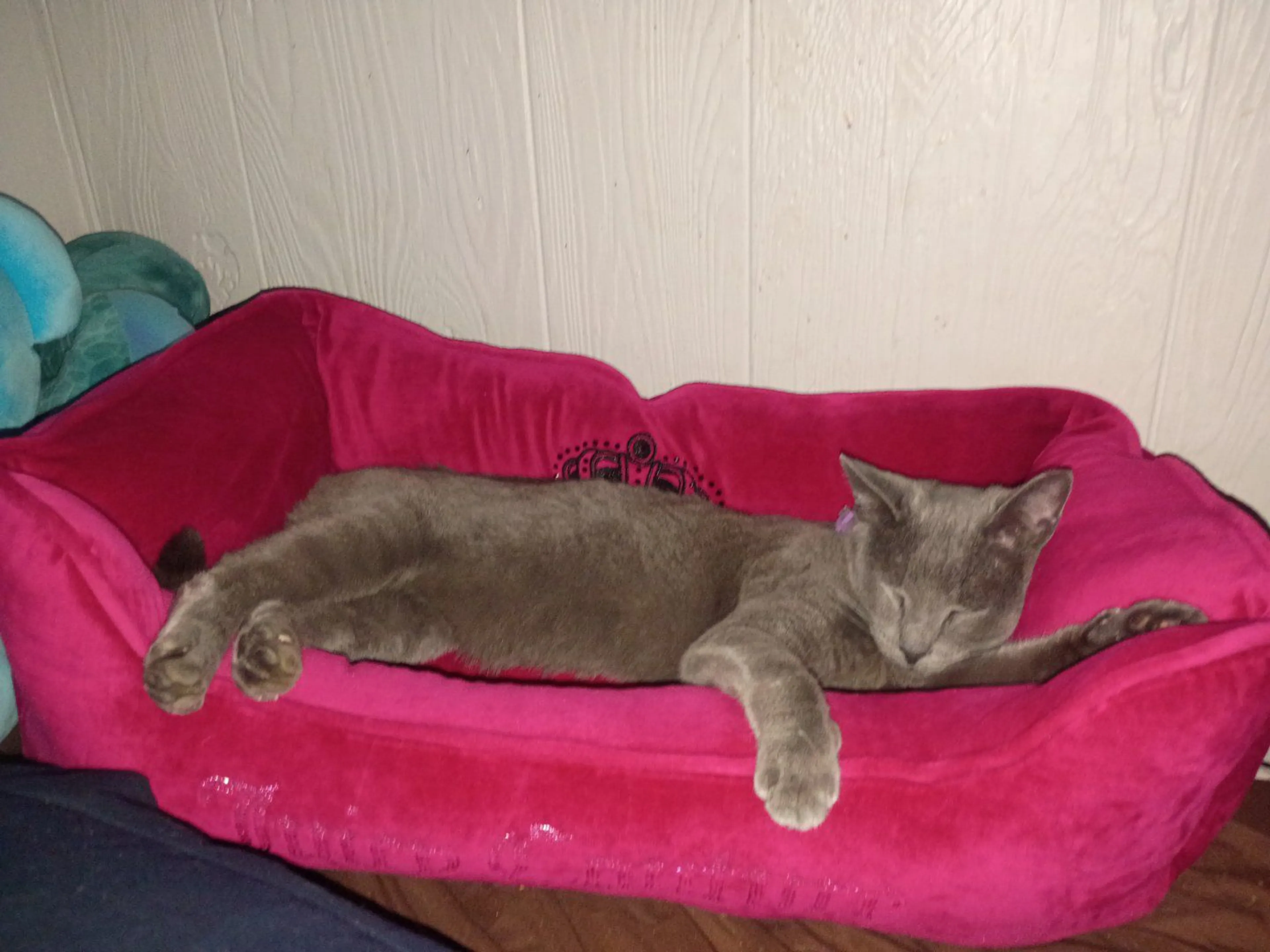Lost pet-2