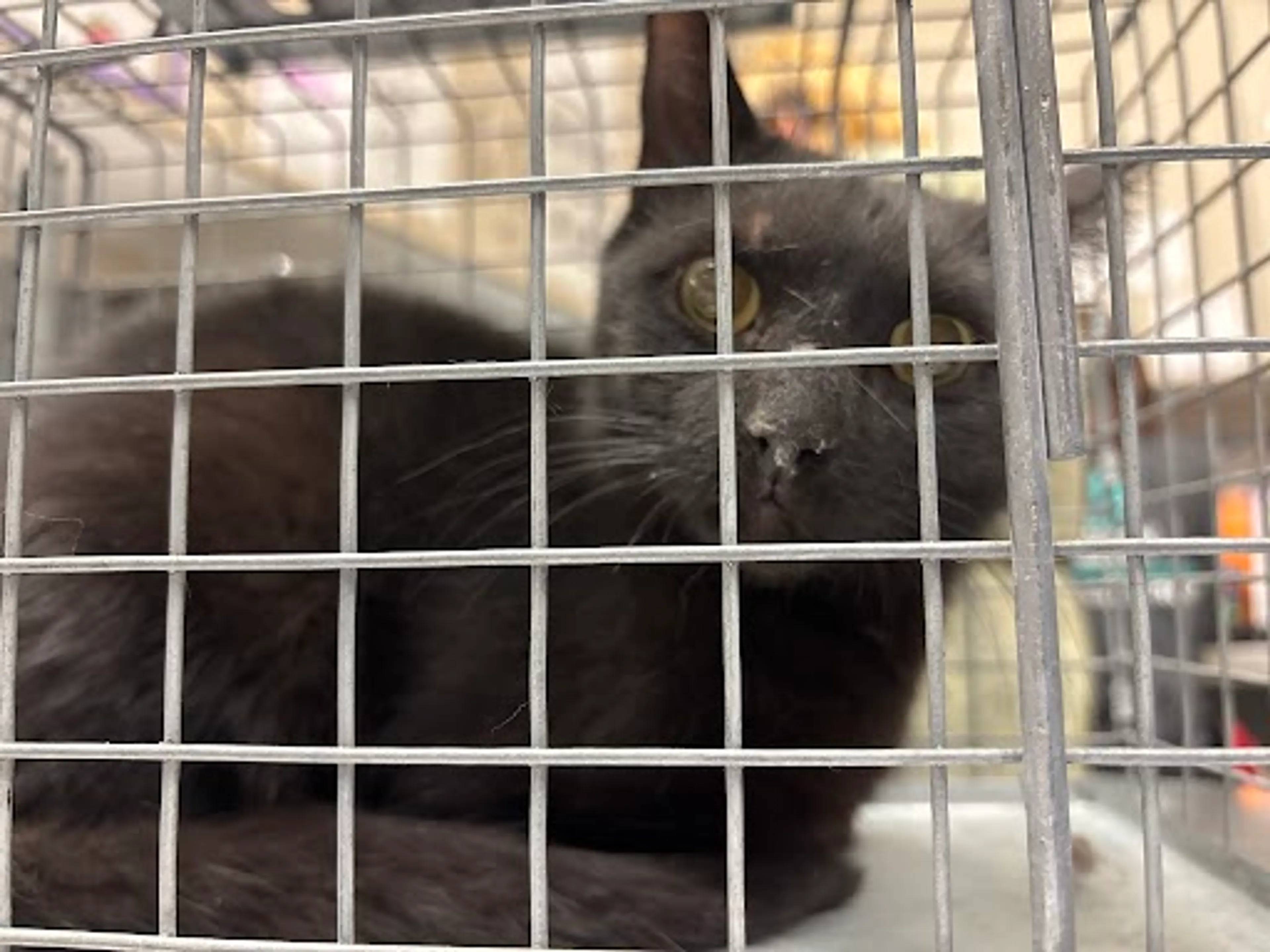 Found pet