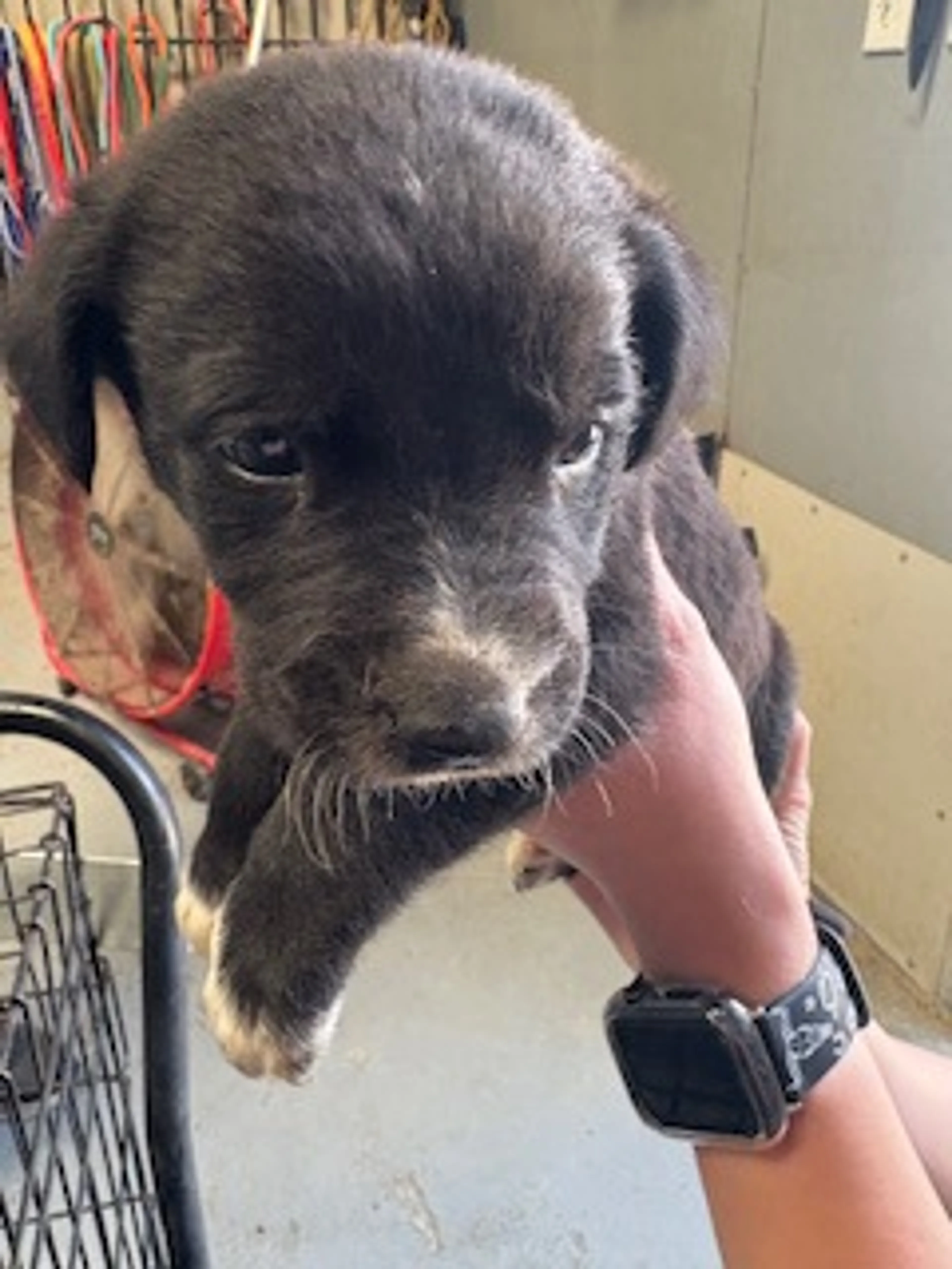 Found pet