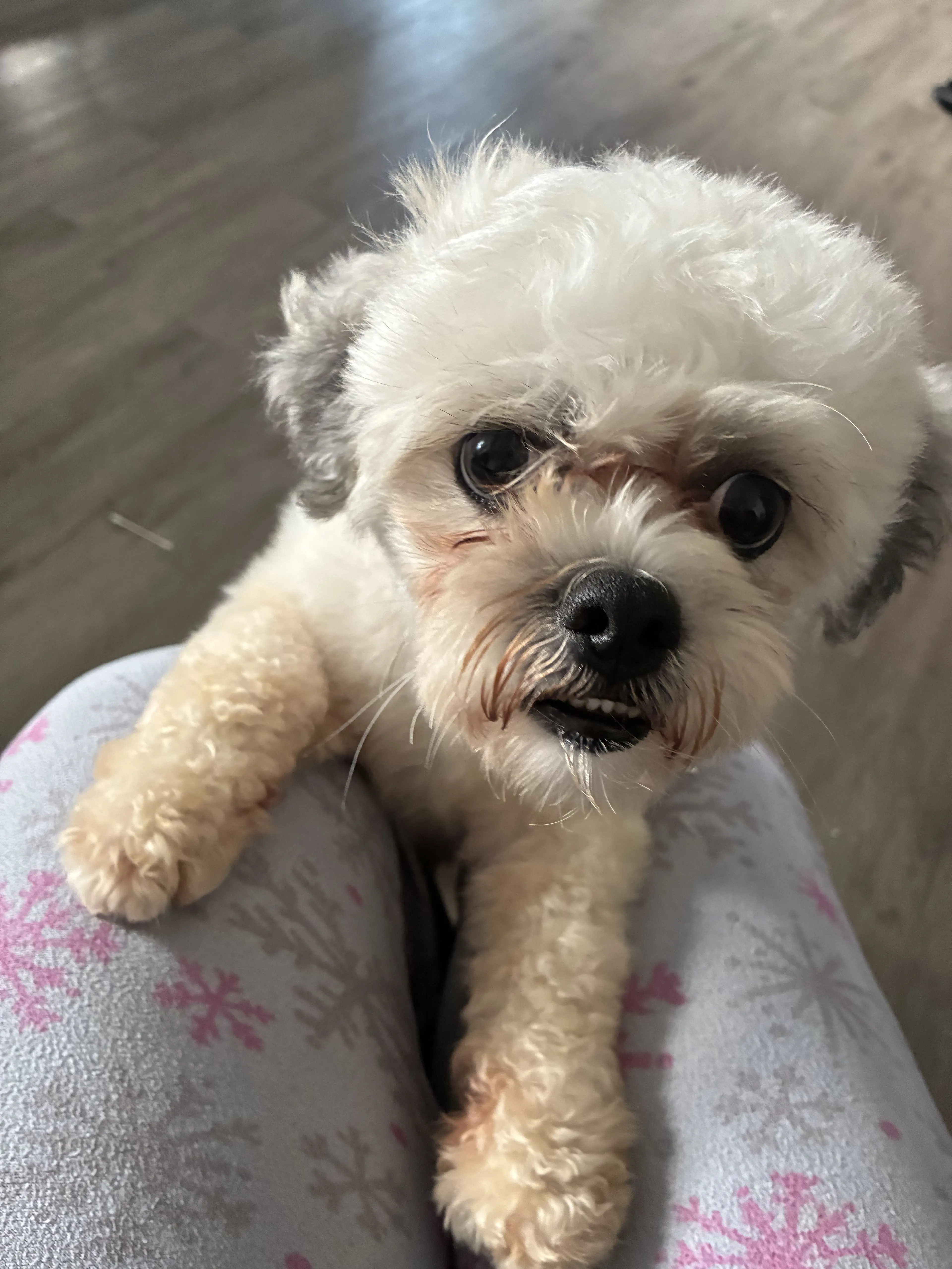 Lost pet