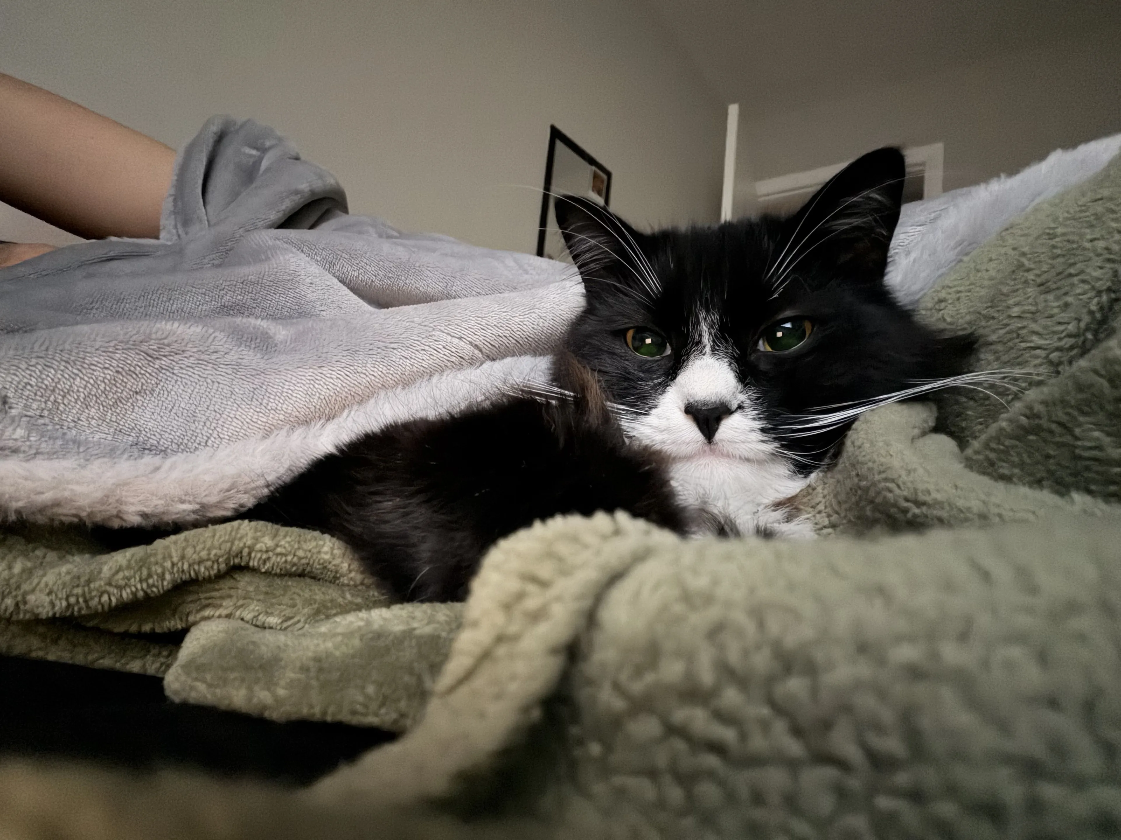 Lost pet-0