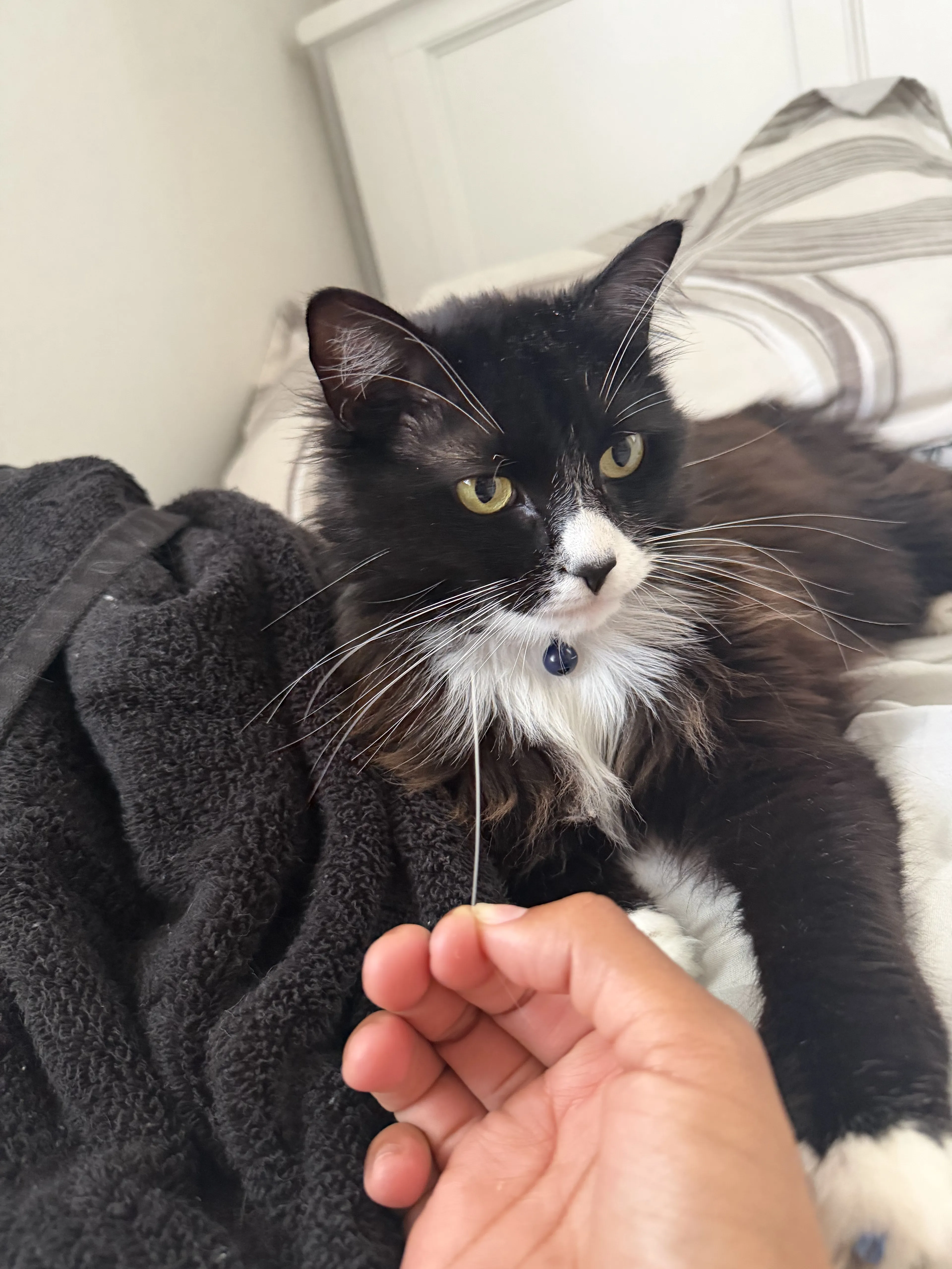 Lost pet-1