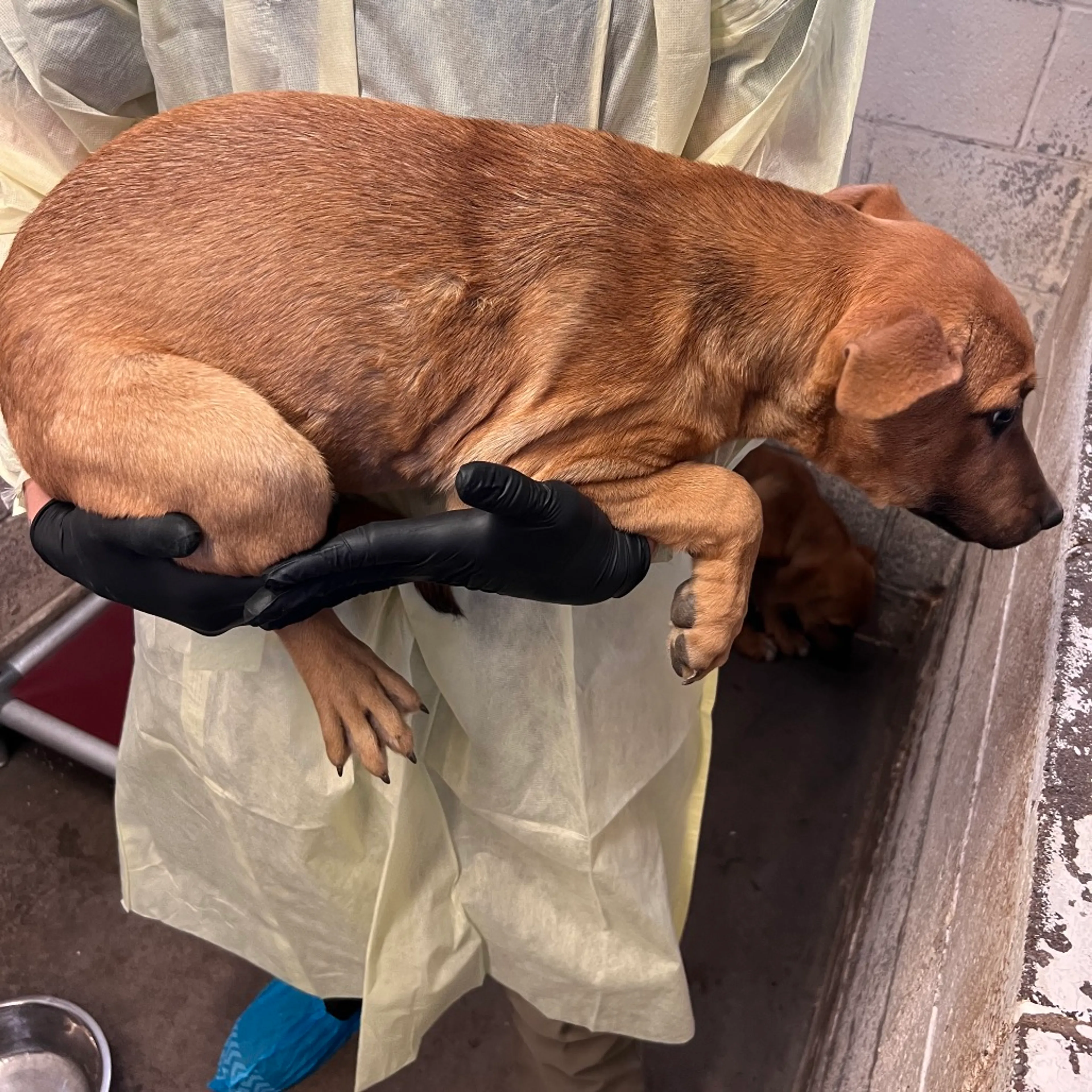 Found pet-1