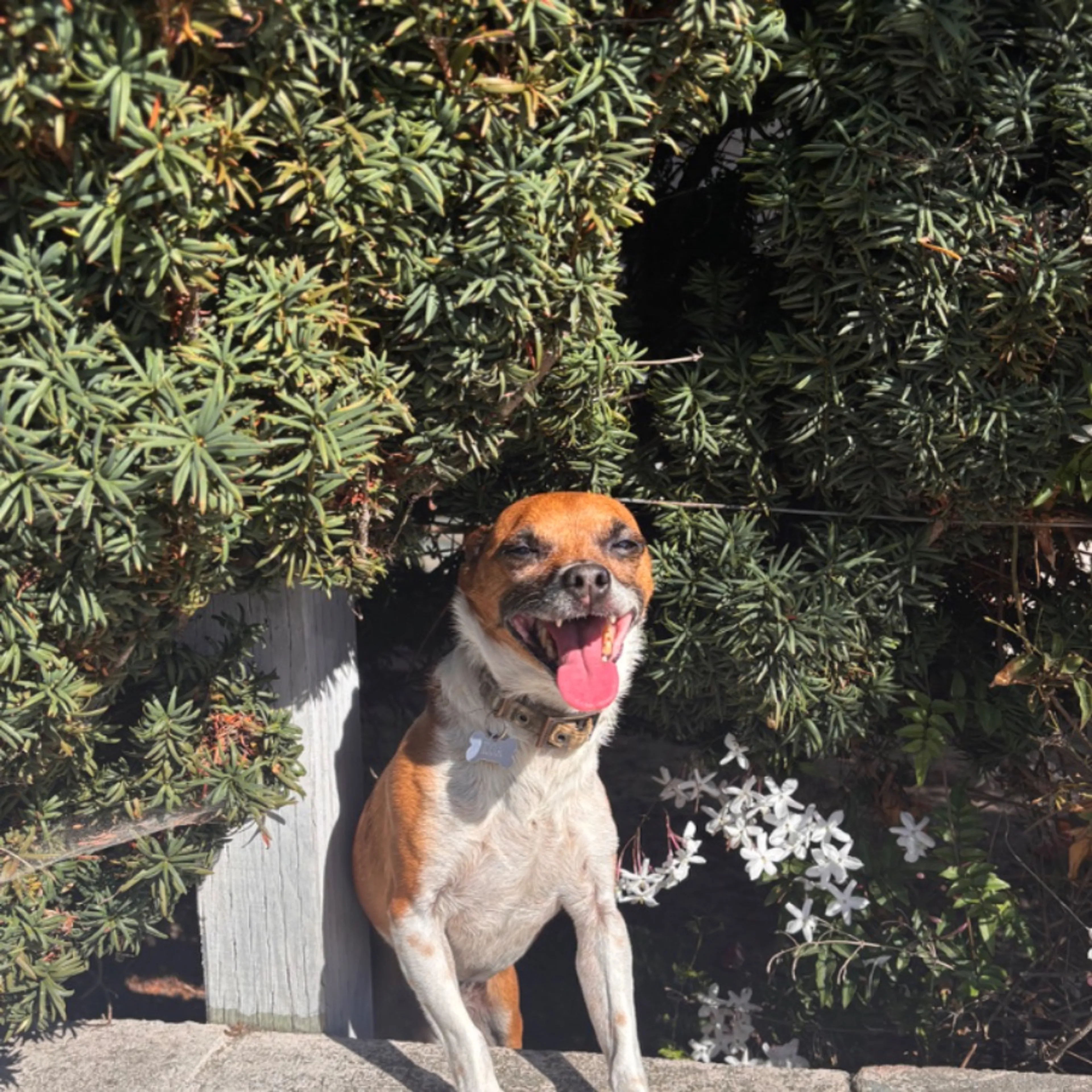 Lost pet