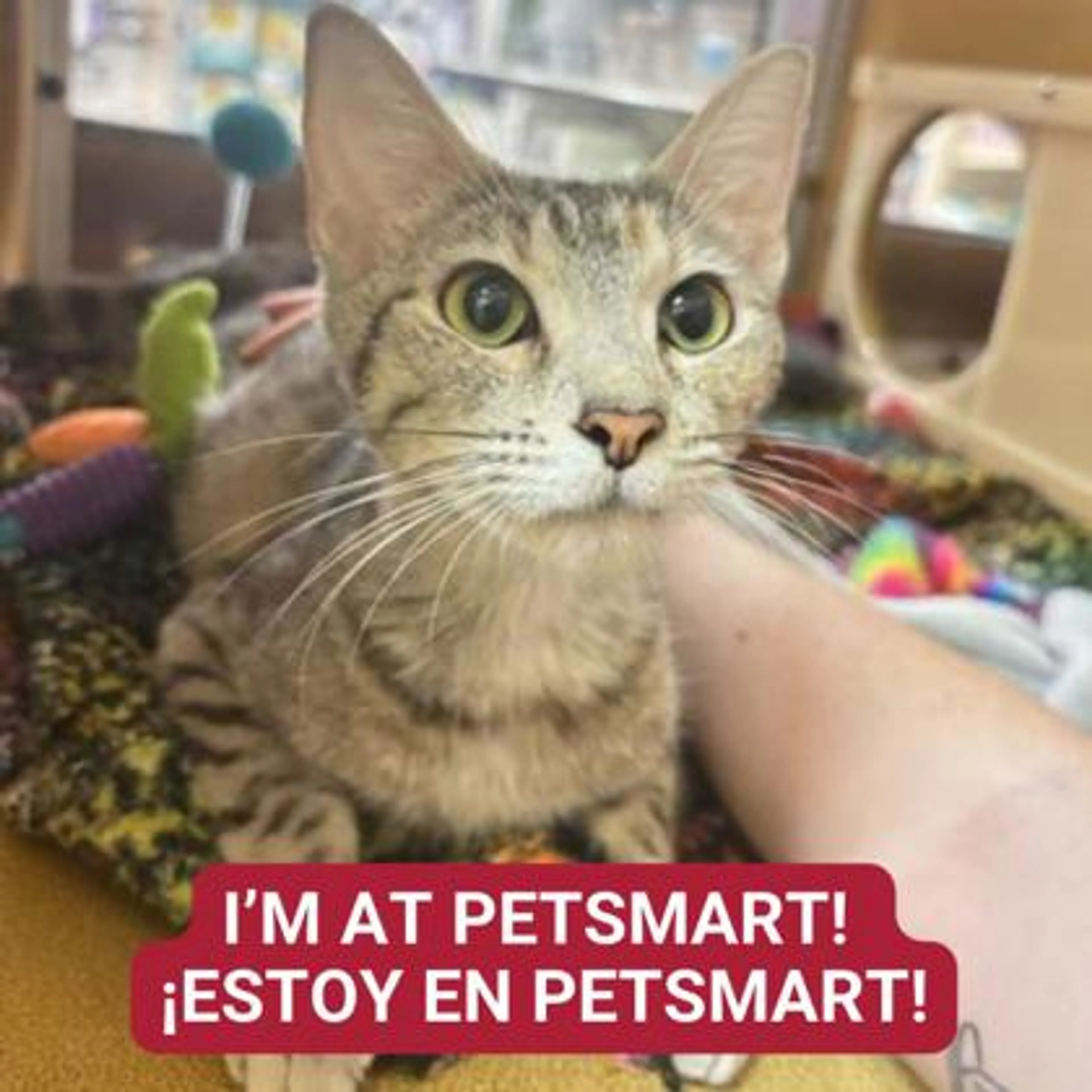Found pet-0