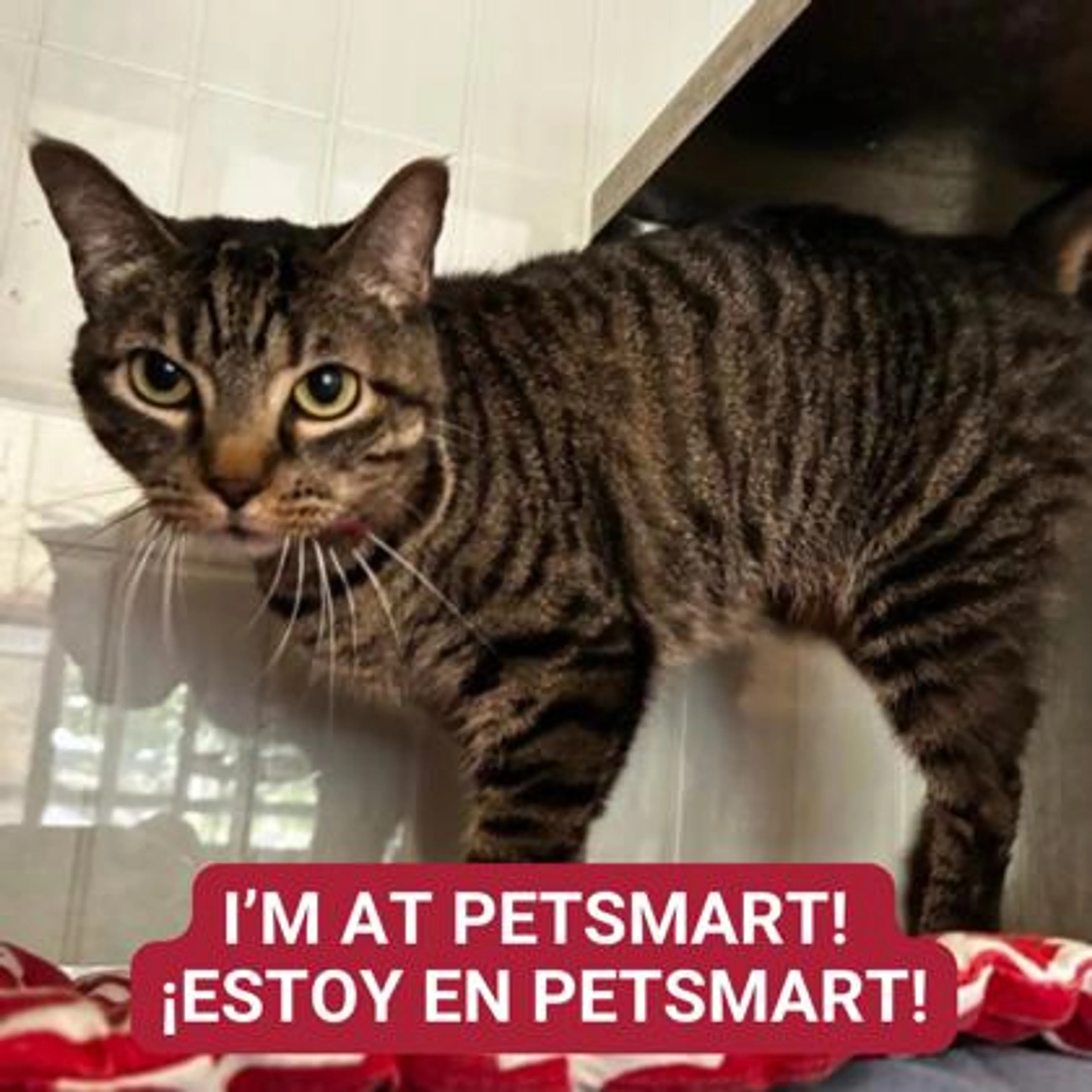 Found pet-0